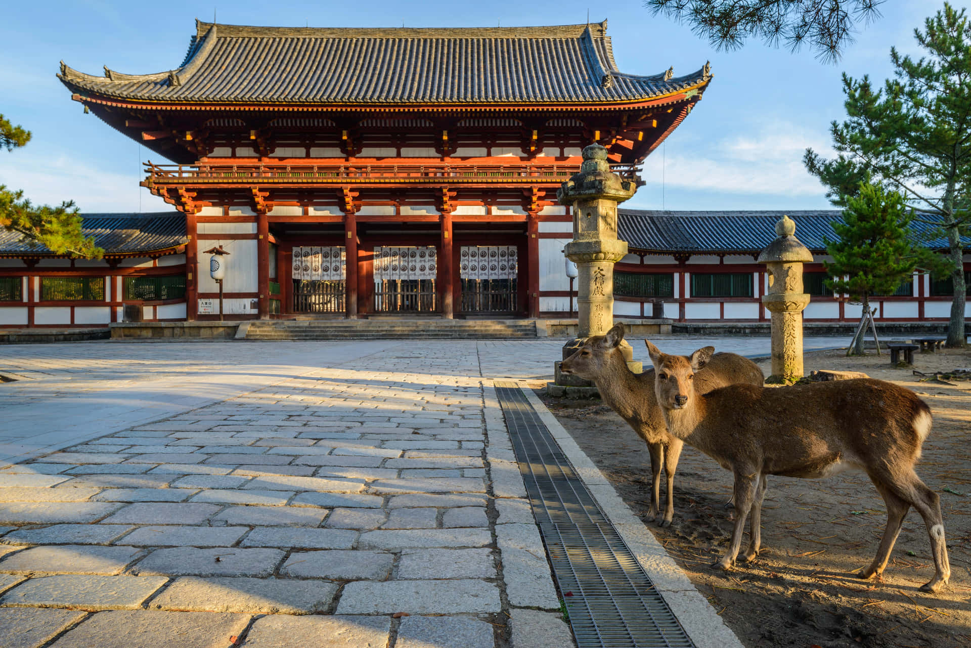 Two Deer Standing In Front Of A Building