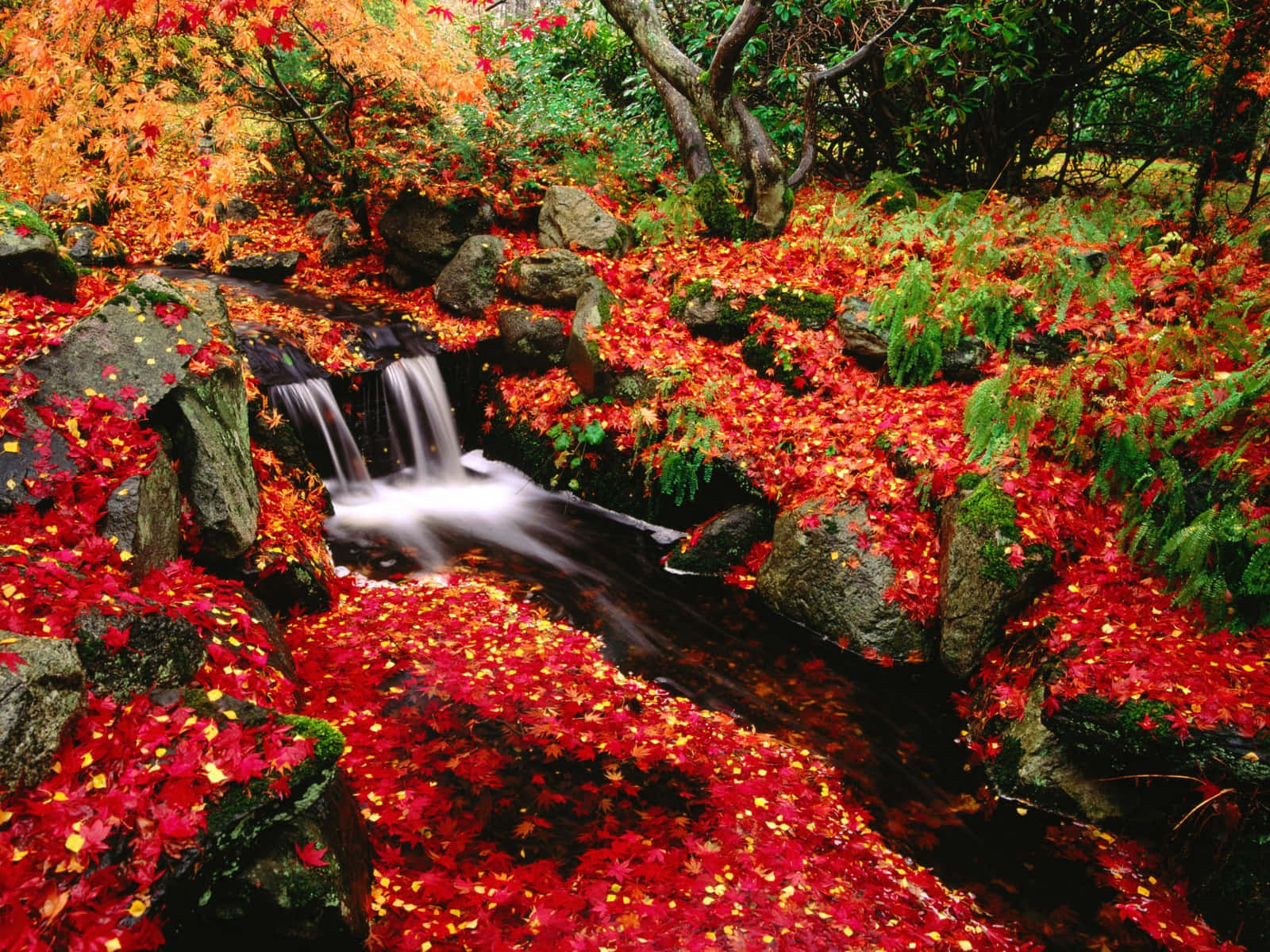Enfridfull Japansk Trädgård Med Körsbärsblommor