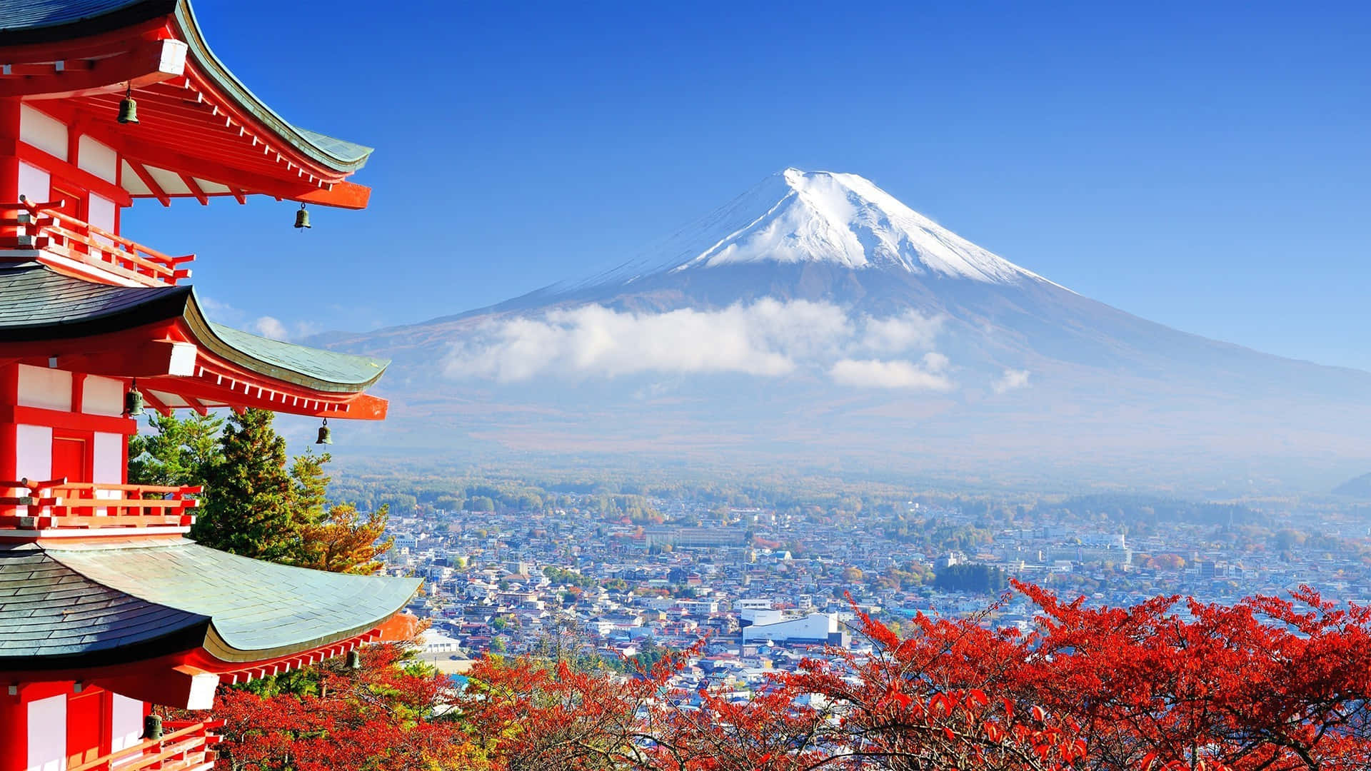 Envacker Japansk Tempel Med Körsbärsblommor I Full Blom