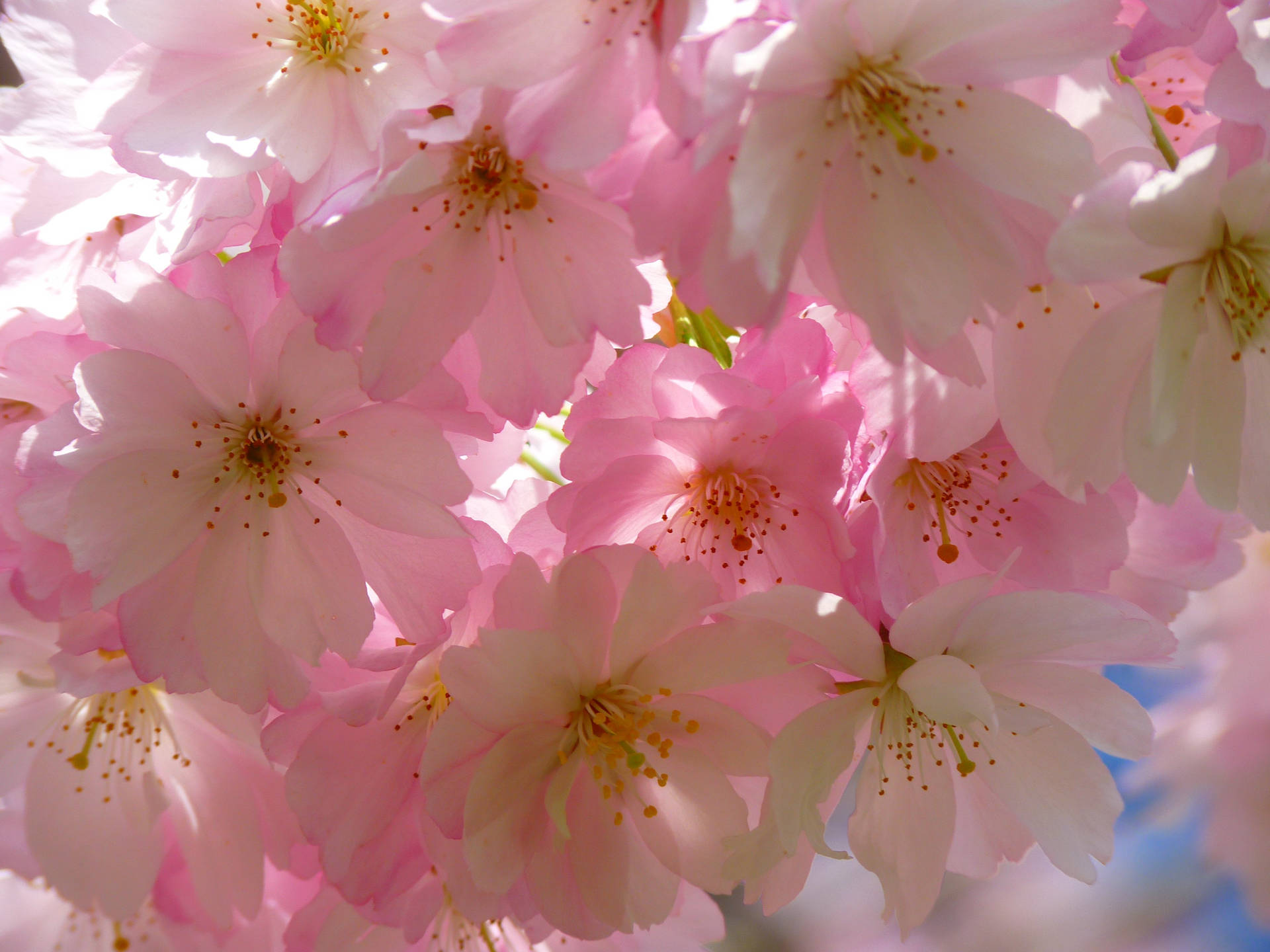 A beautiful flowering cherry blossom tree in Japan Wallpaper