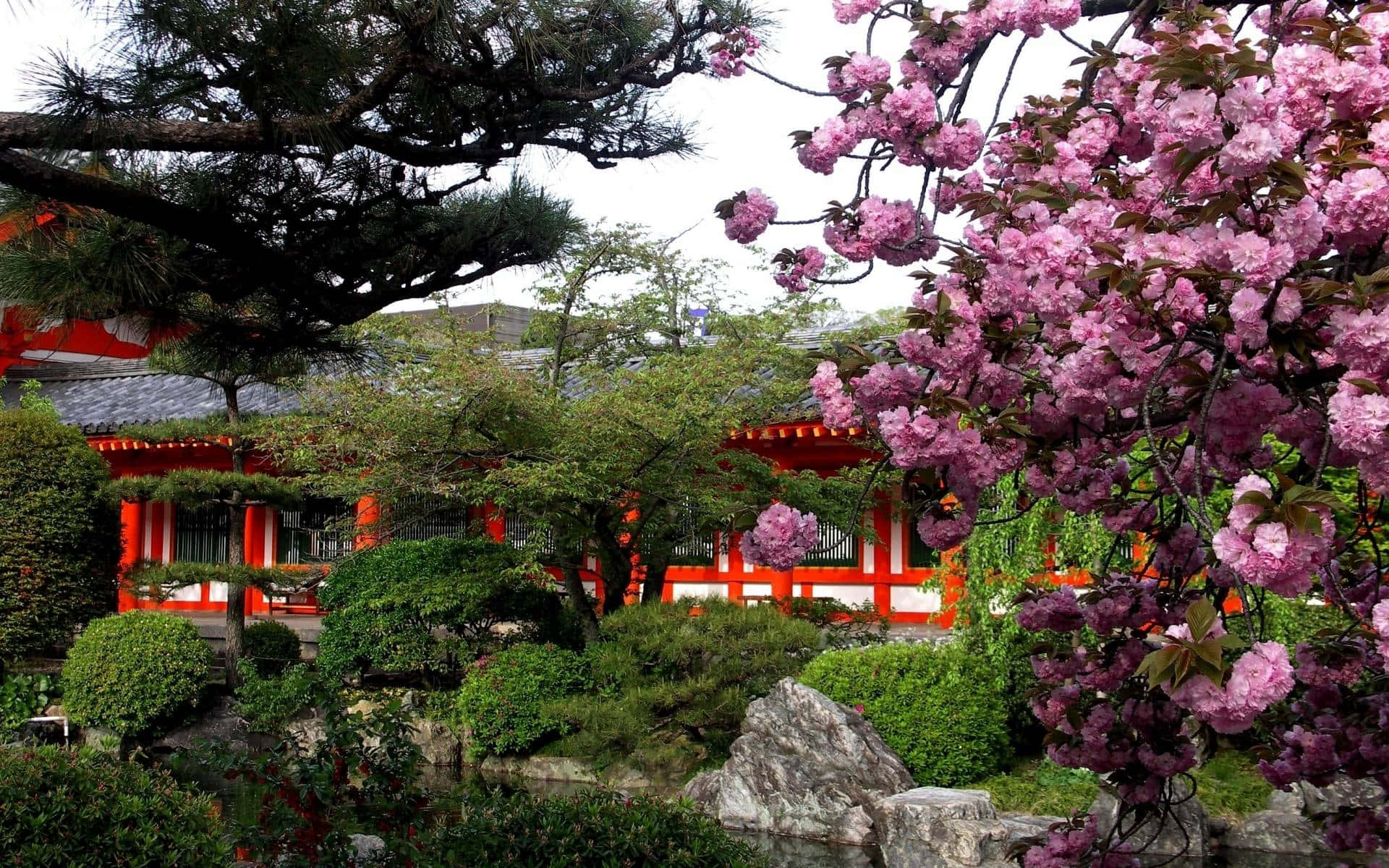 A Japanese Garden With A Red Building And Pink Blossoms Wallpaper