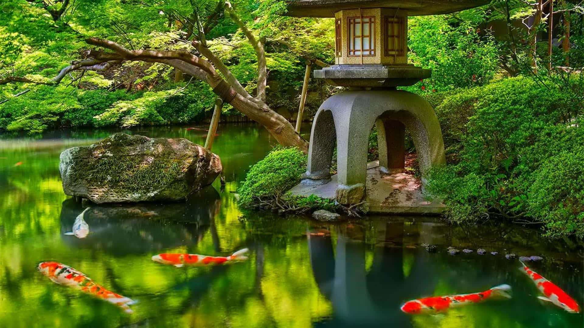 A Pond With Koi Fish And A Lantern Wallpaper