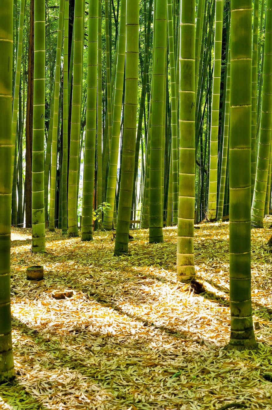 Japanese Green Bamboo 4k Forest Wallpaper