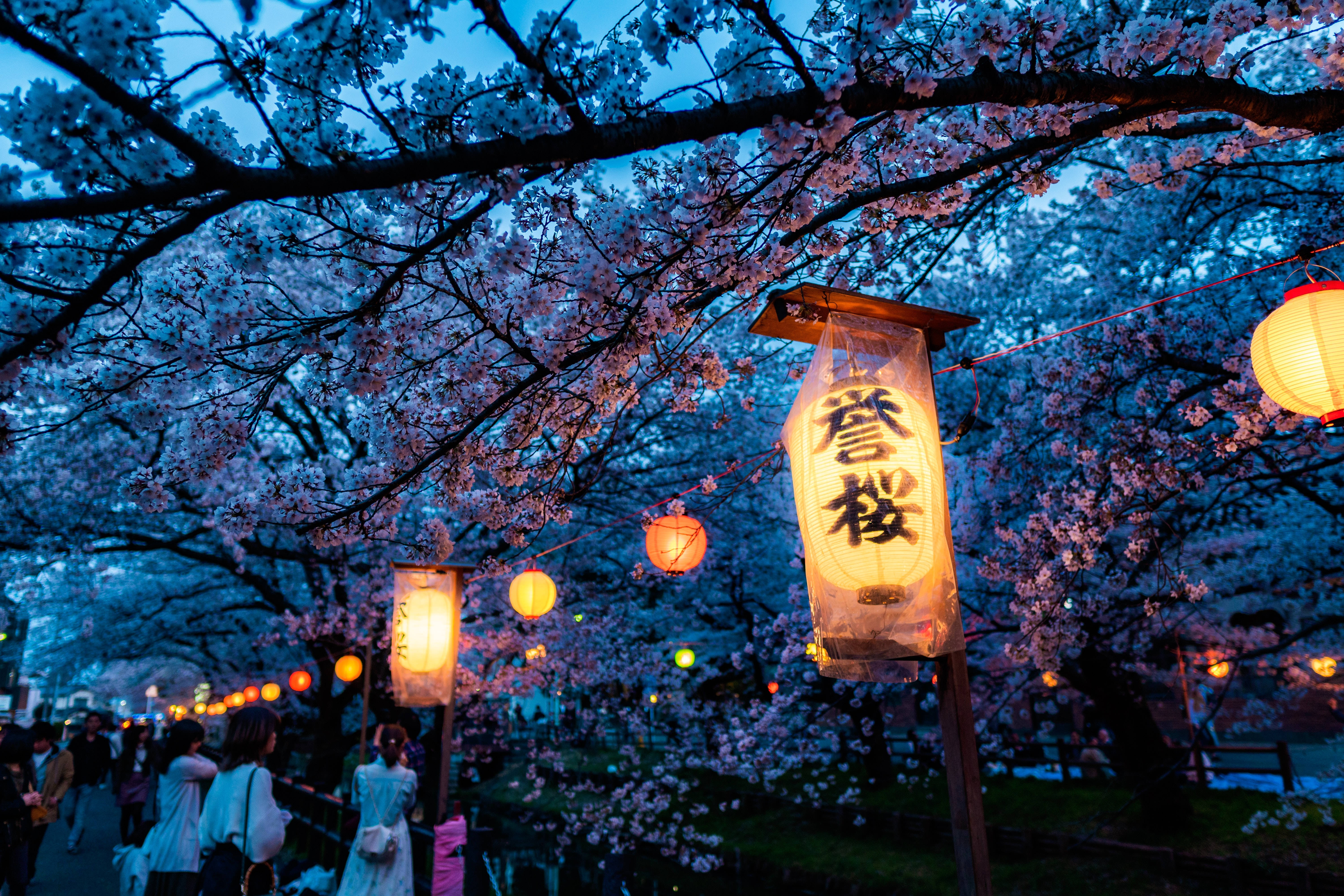 Japanese Hd Cherry Blossom And Lanterns Wallpaper