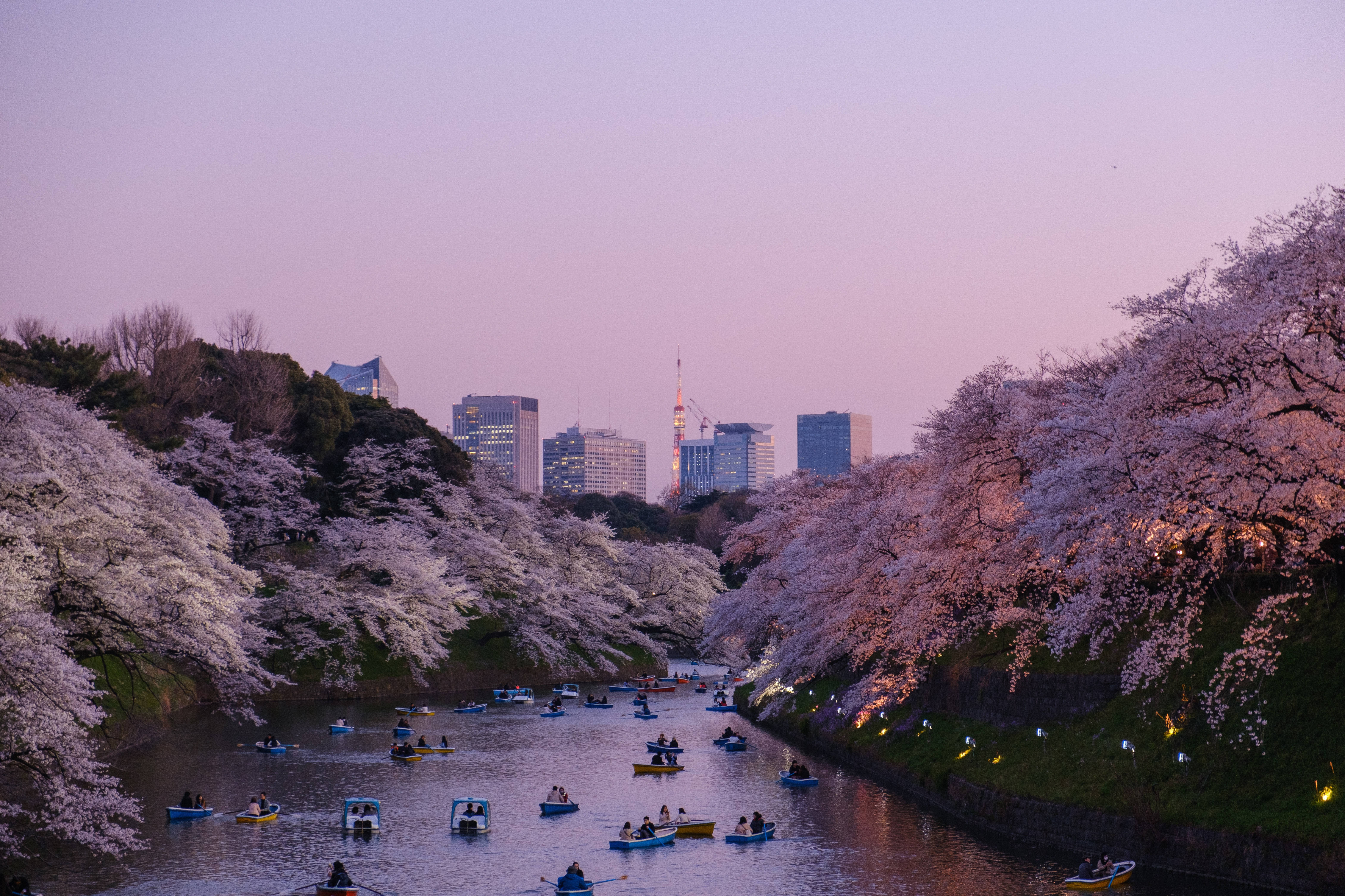 Japansk HD Chidorigafuchi Moat og Kirsebærblomster Wallpaper