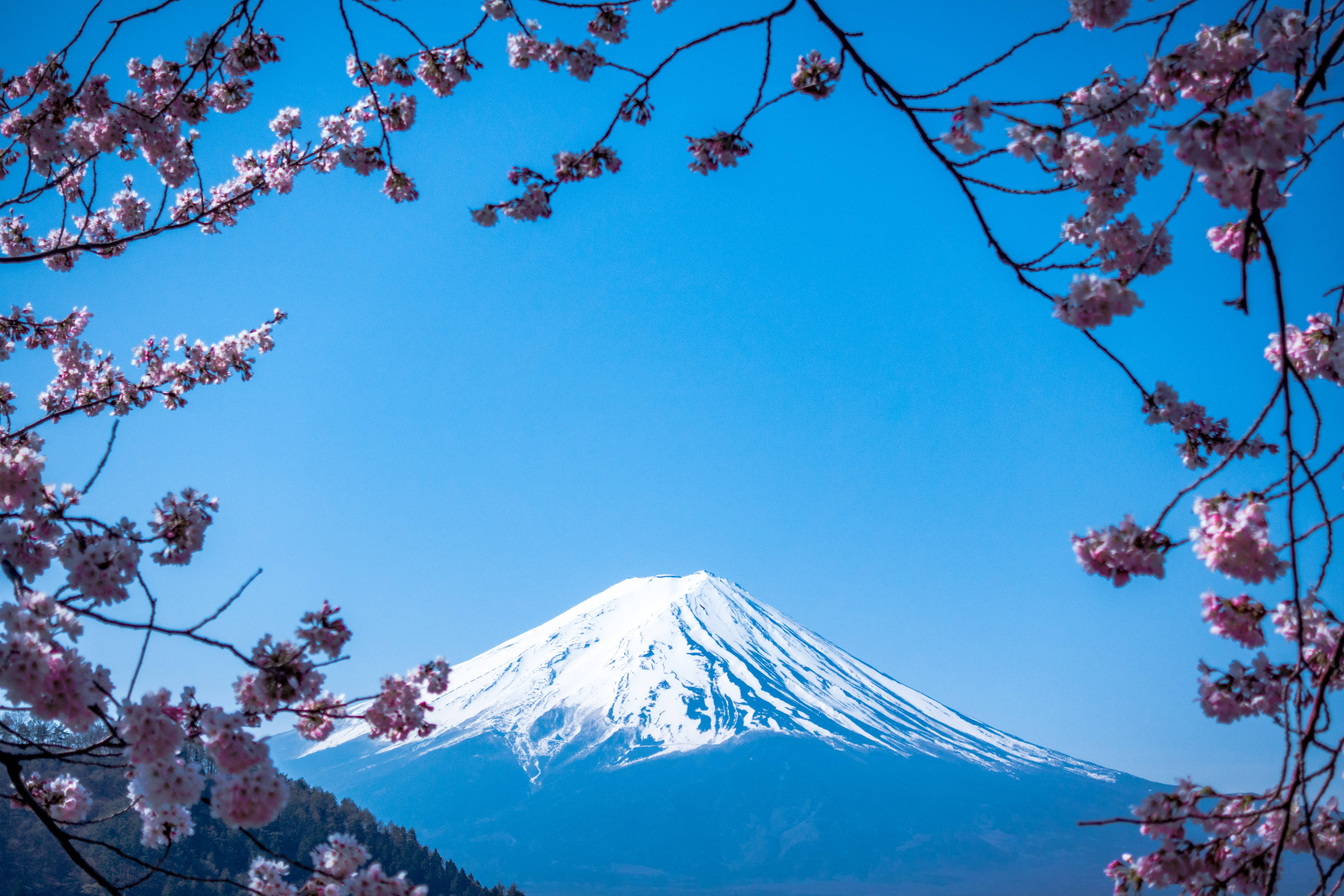 Japanese Hd Mount Fuji And Sakura Blossoms Picture