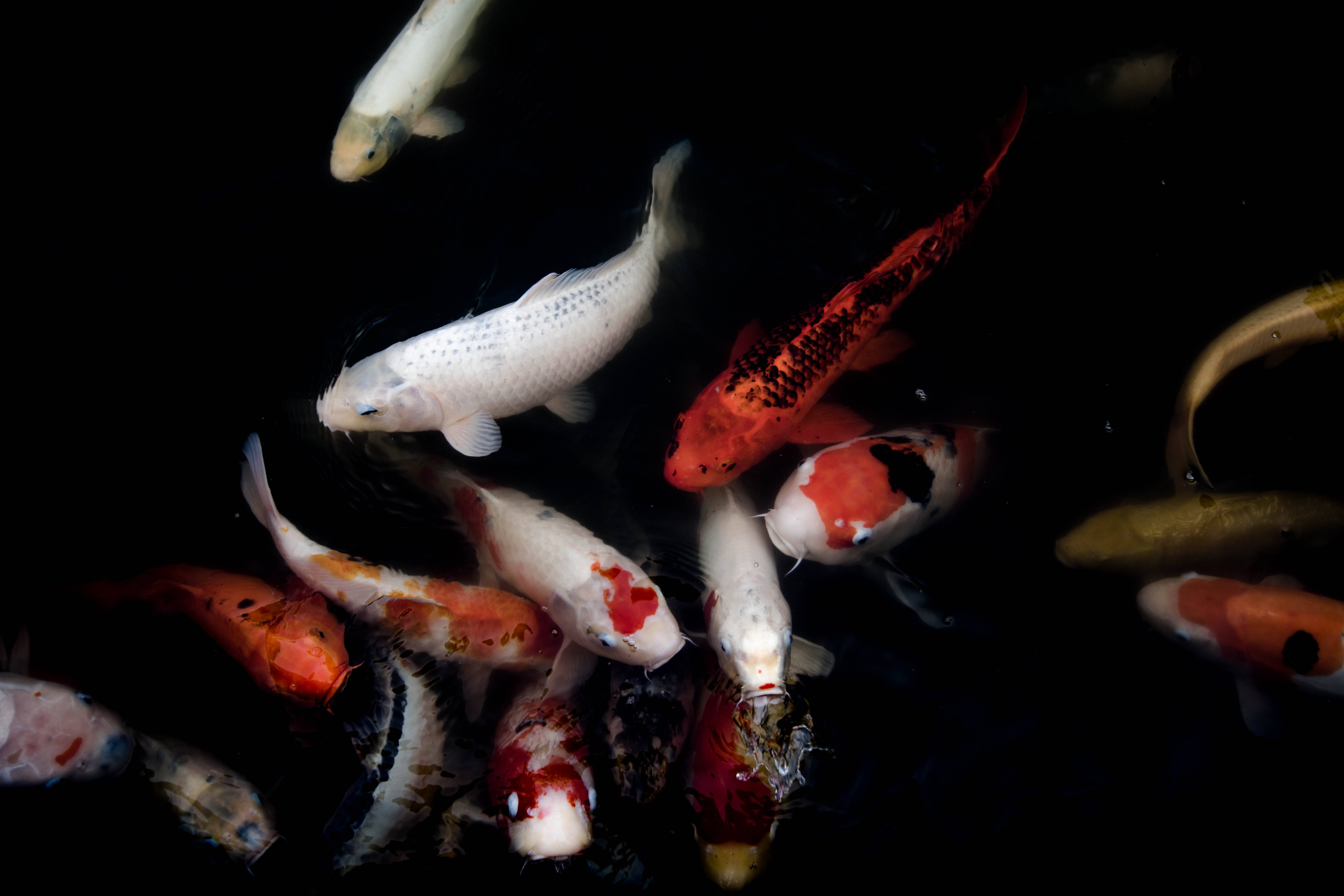 Japanese Hd Orange And White Koi Fishes Wallpaper