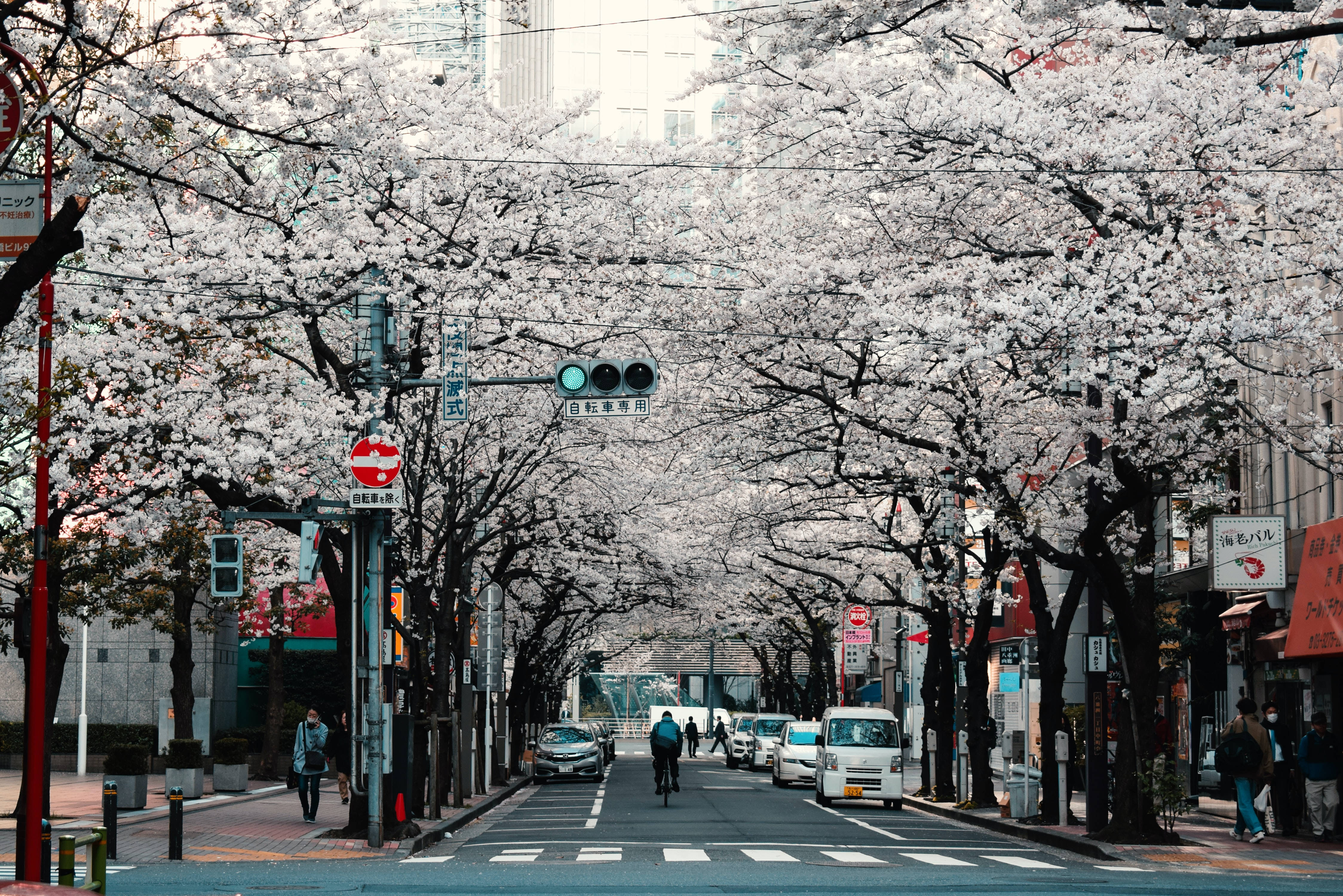 Japanese Hd Tokyo Street Sakura Trees Wallpaper