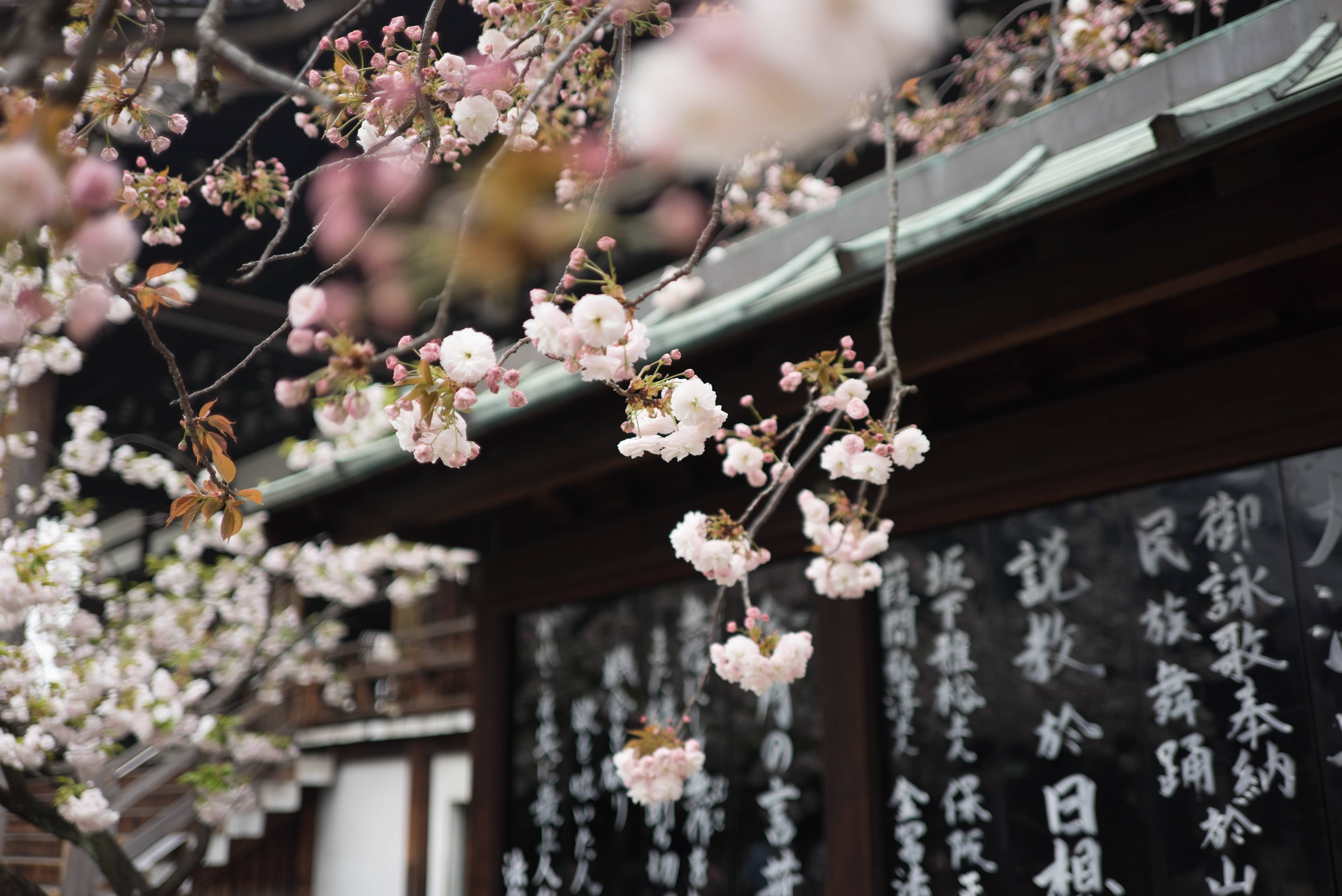 Japanese Hd White Cherry Blossoms Wallpaper