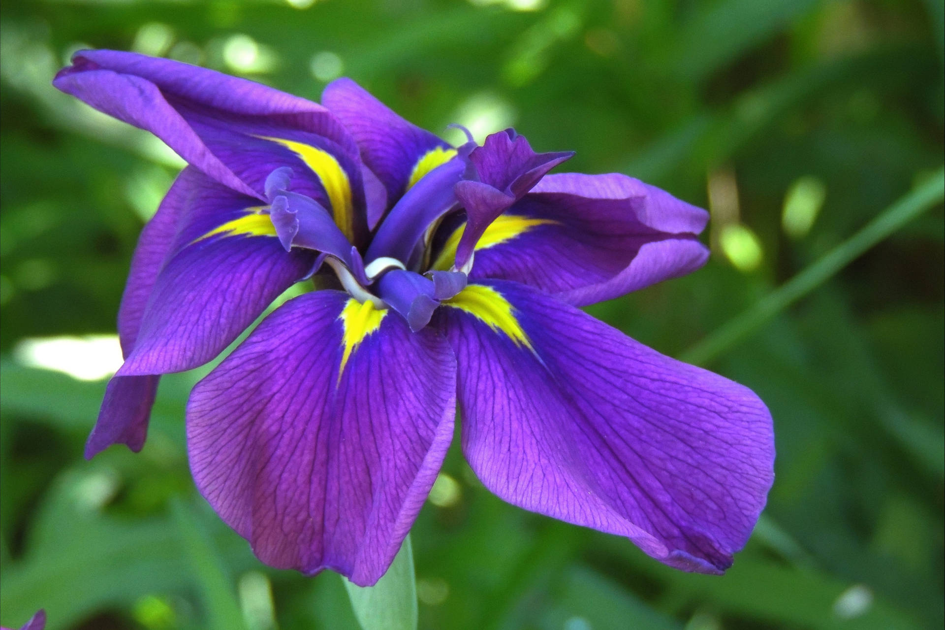 Japanese Iris Flower
