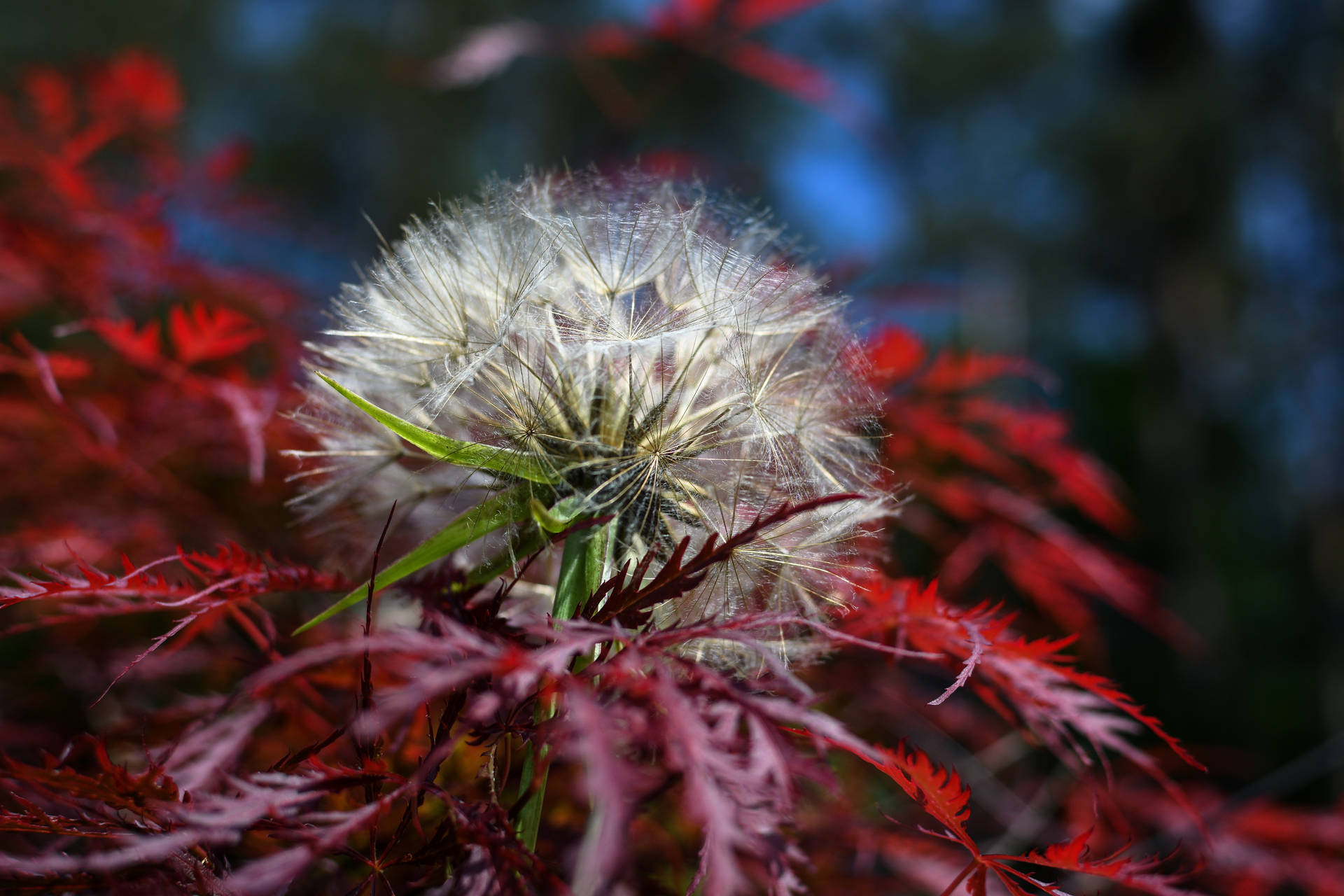 A purple Japanese Maple tree with a dandelion in the foreground Wallpaper