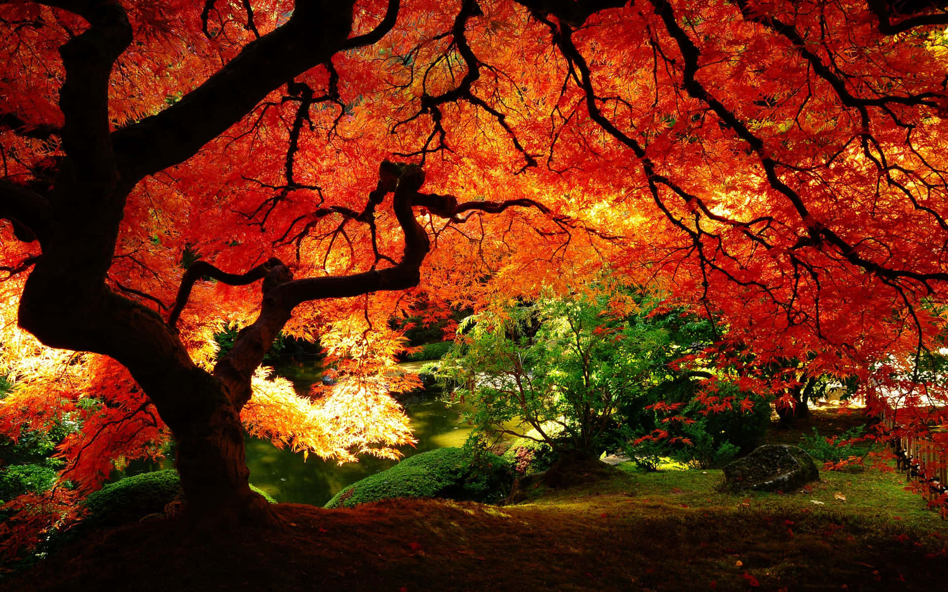 Japanese Maple Tree Branches With Autumn Leaves Wallpaper