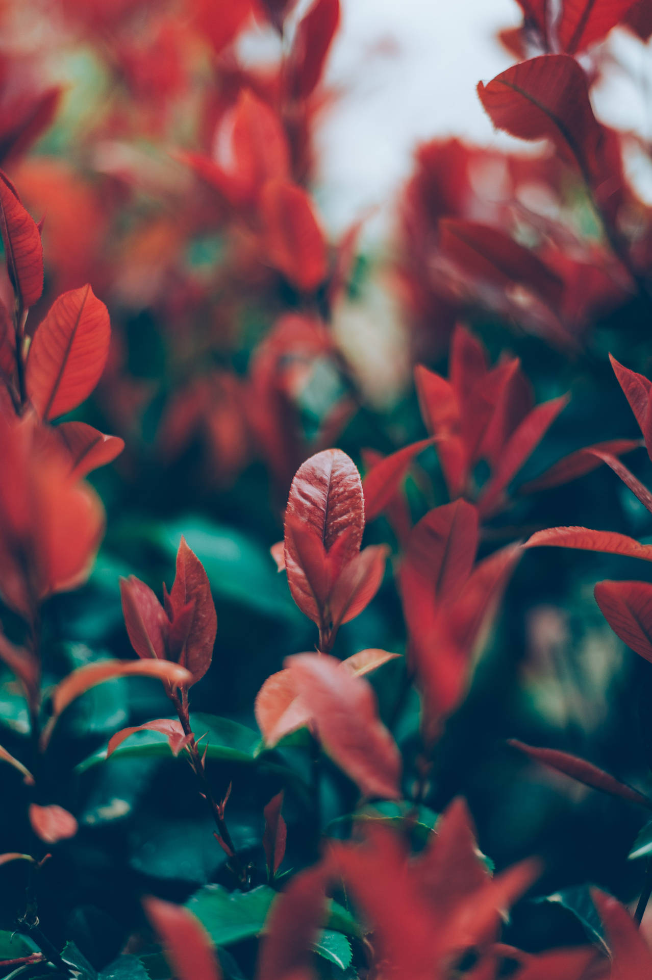 Japanese Photinia Flower Android Wallpaper