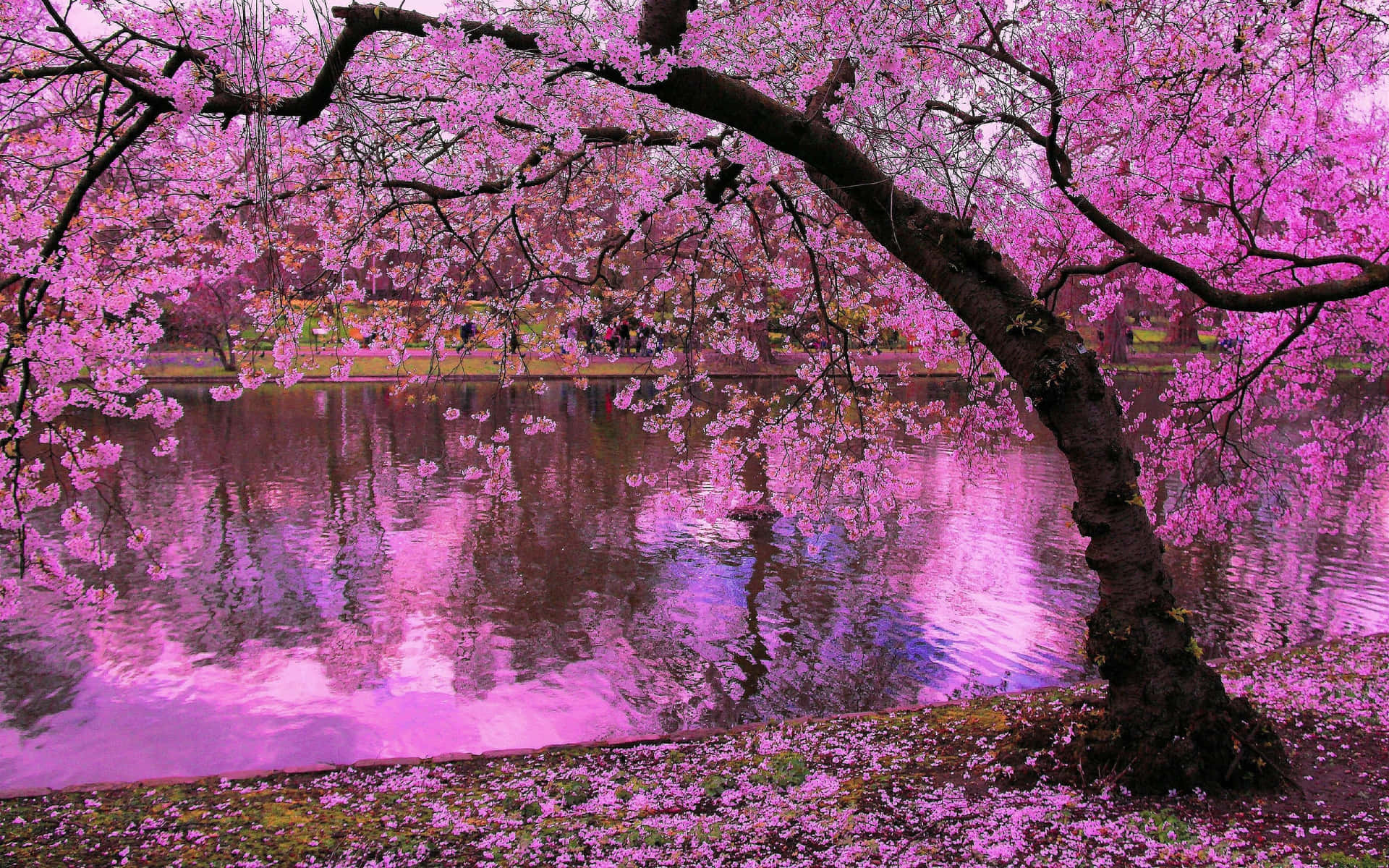 A Pink Tree Is Reflected In The Water Wallpaper