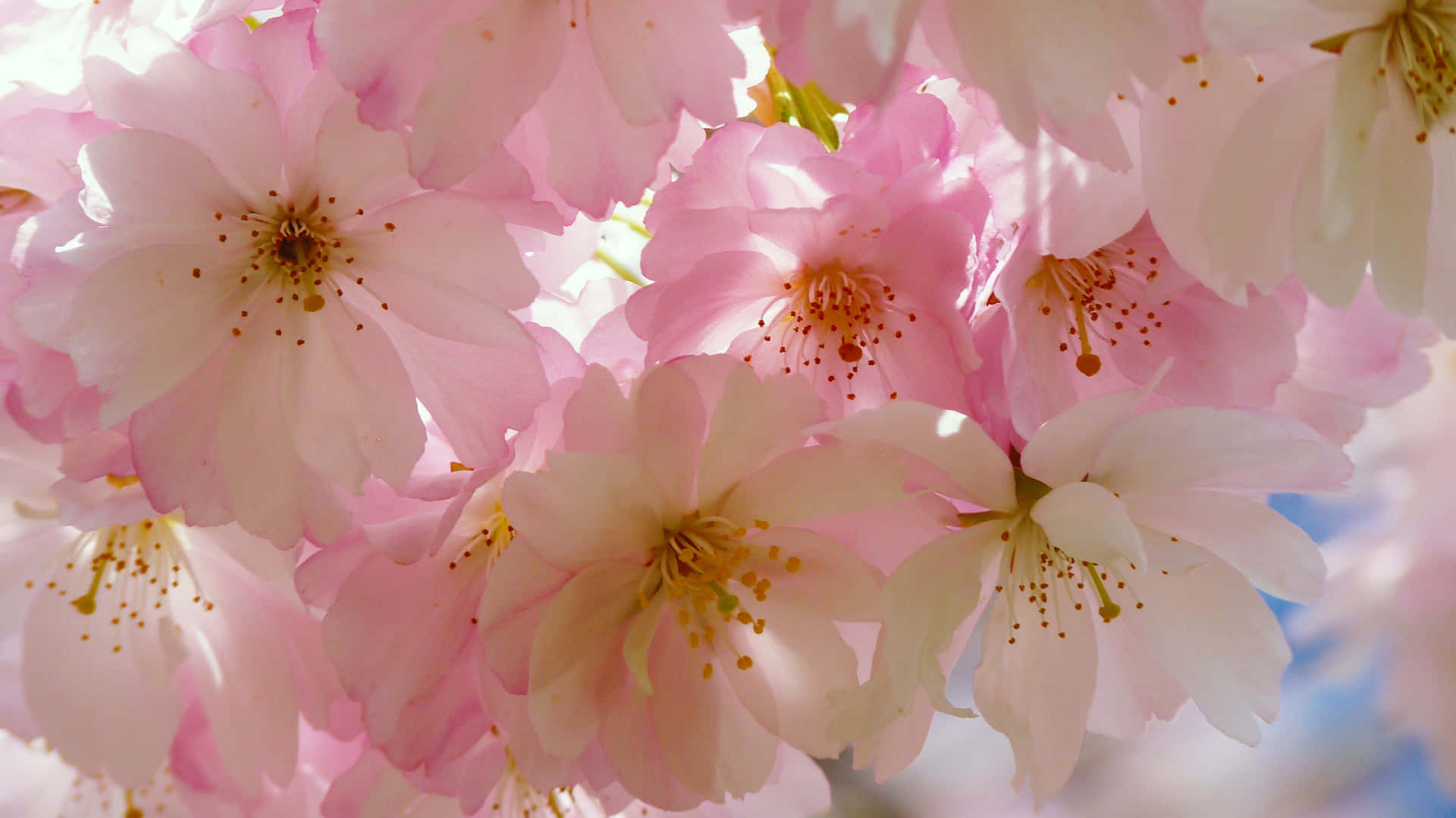 Njutav Skönheten I En Fridfull Japansk Trädgård Där Rosa Blommor Blommar På Din Datorskärm Eller Mobilskärm Som Bakgrundsbild. Wallpaper
