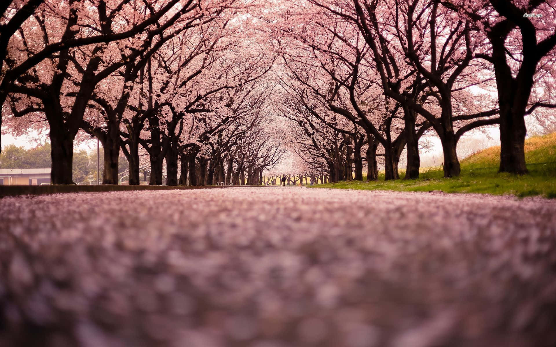 Japanese Pink Trees Road Wallpaper
