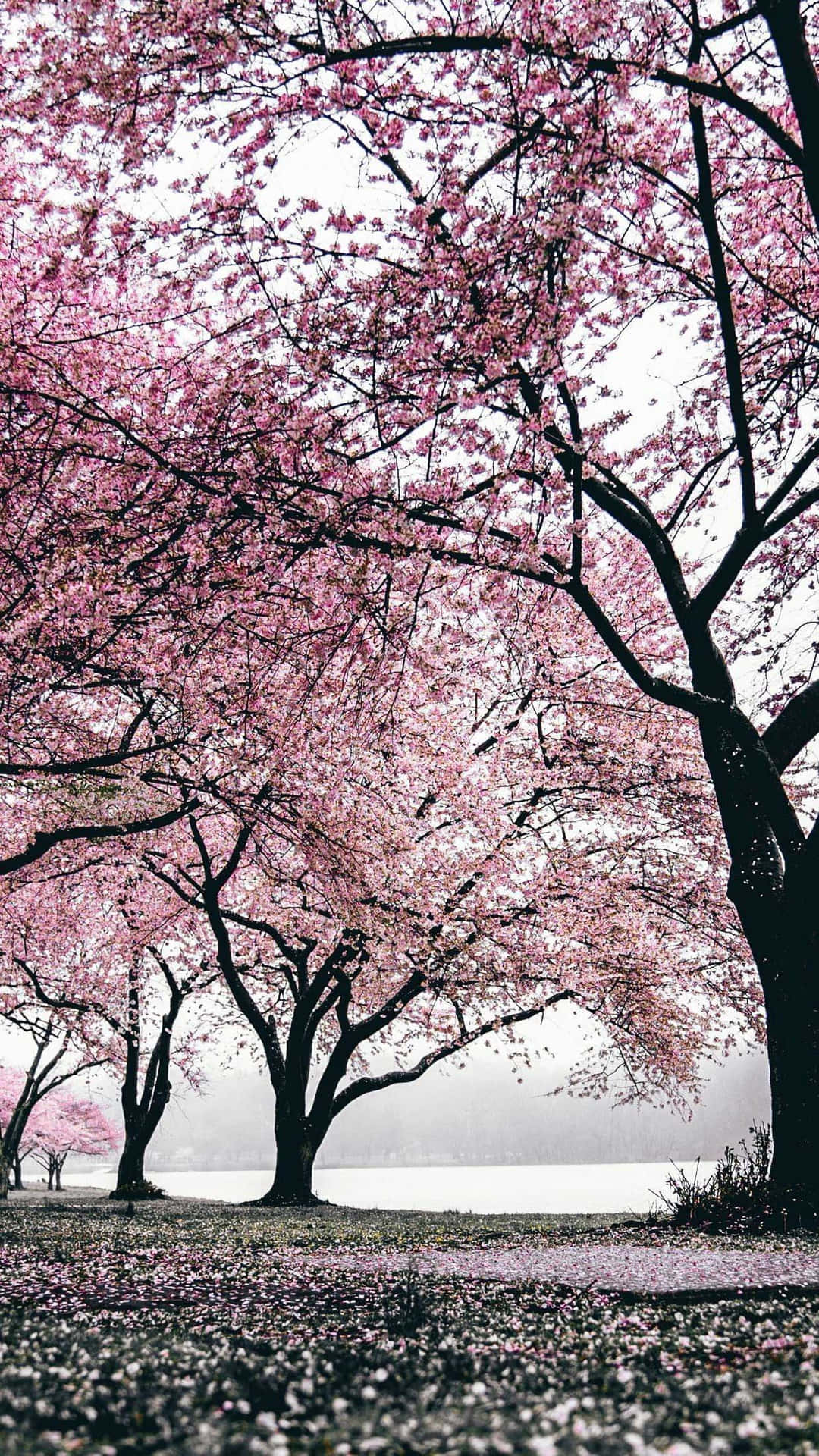 Japanese Pink Blossom Wallpaper