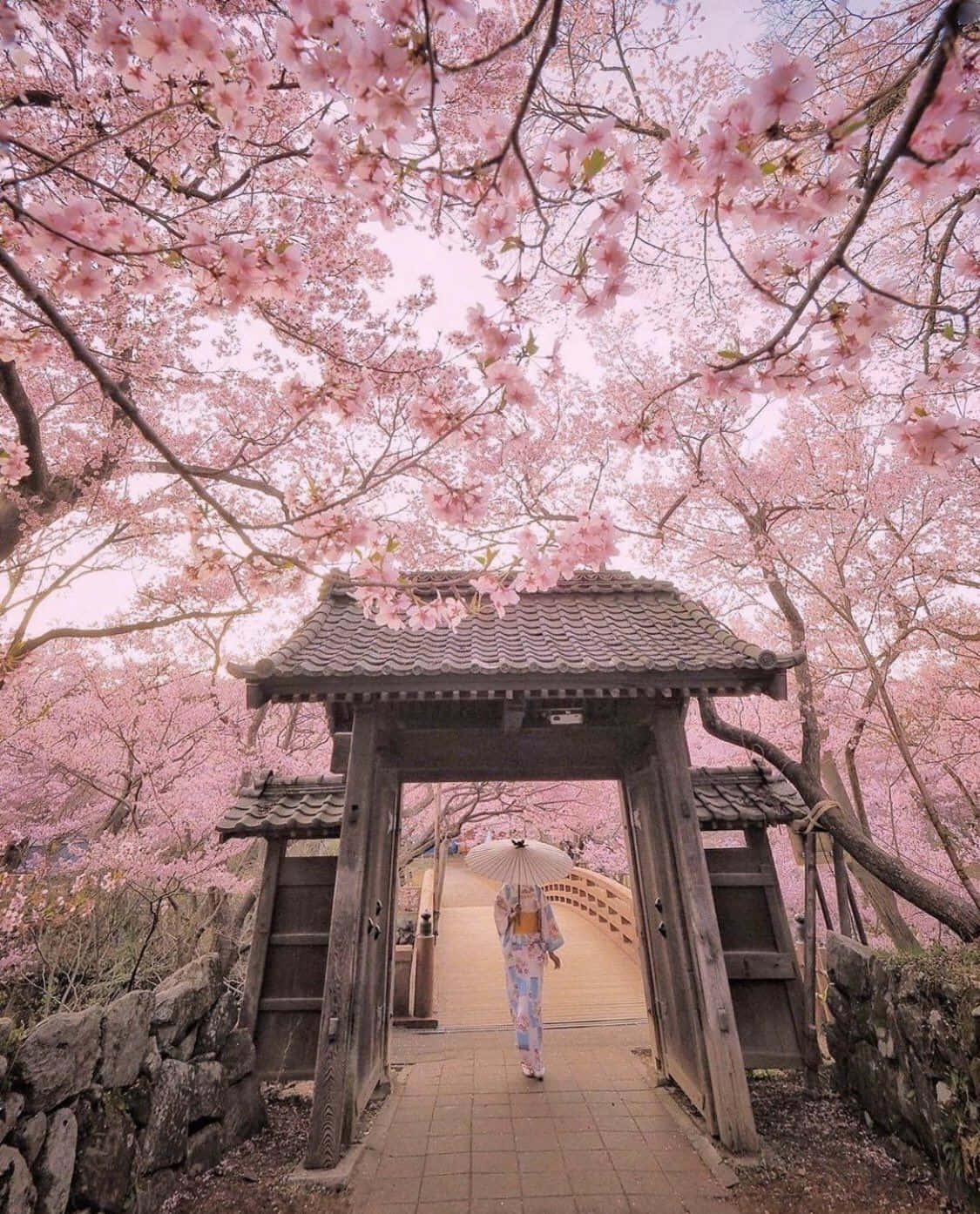 Japanese Gate Pink Blossom Wallpaper