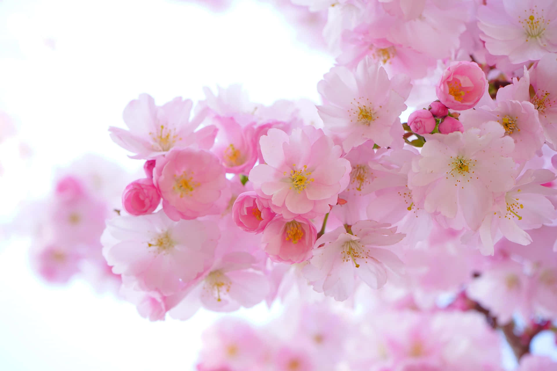 A Pink Cherry Blossom Tree With White Flowers Wallpaper
