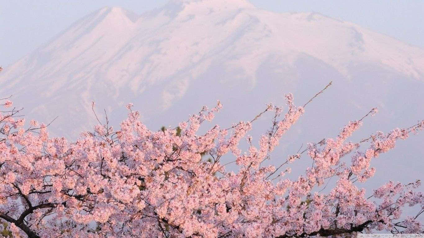 Japanese Pink Blossom White Mountain Wallpaper