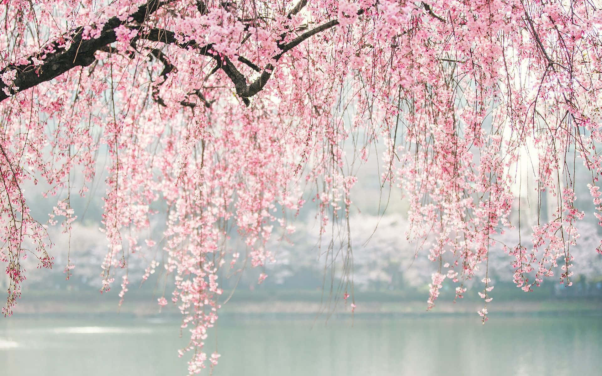 Lagode Flor De Cerezo Rosa Japonés Fondo de pantalla