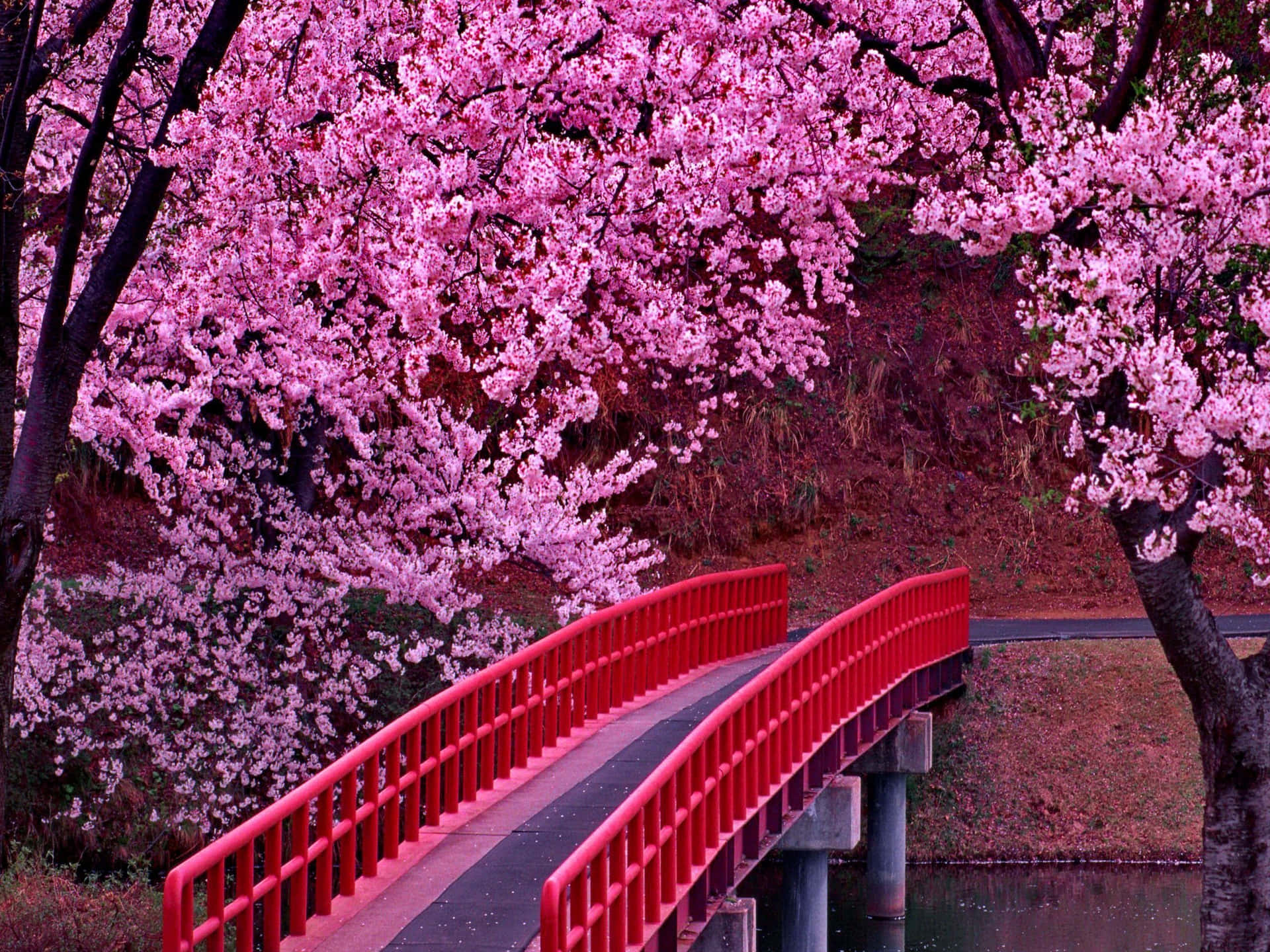 Rosablüten Umrahmen Eine Brücke In Japan. Wallpaper