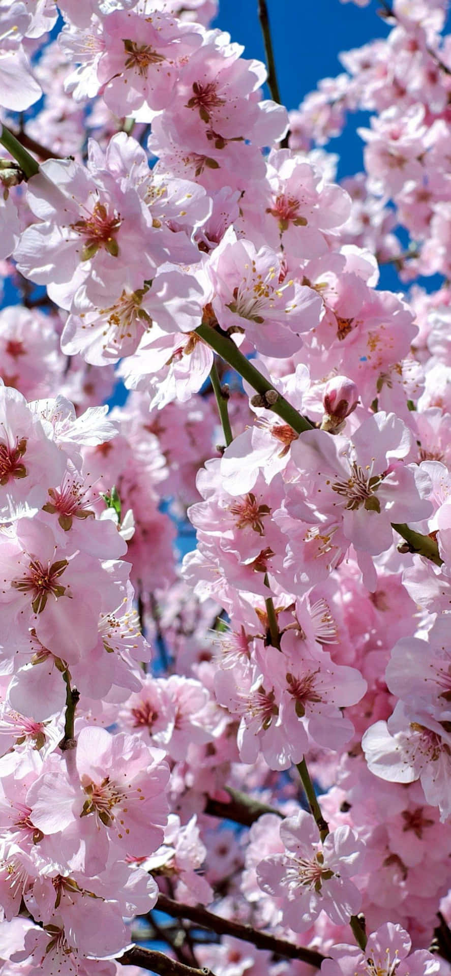 Unlussureggiante Albero Rosa In Giappone Che Crea Un'atmosfera Pacifica. Sfondo