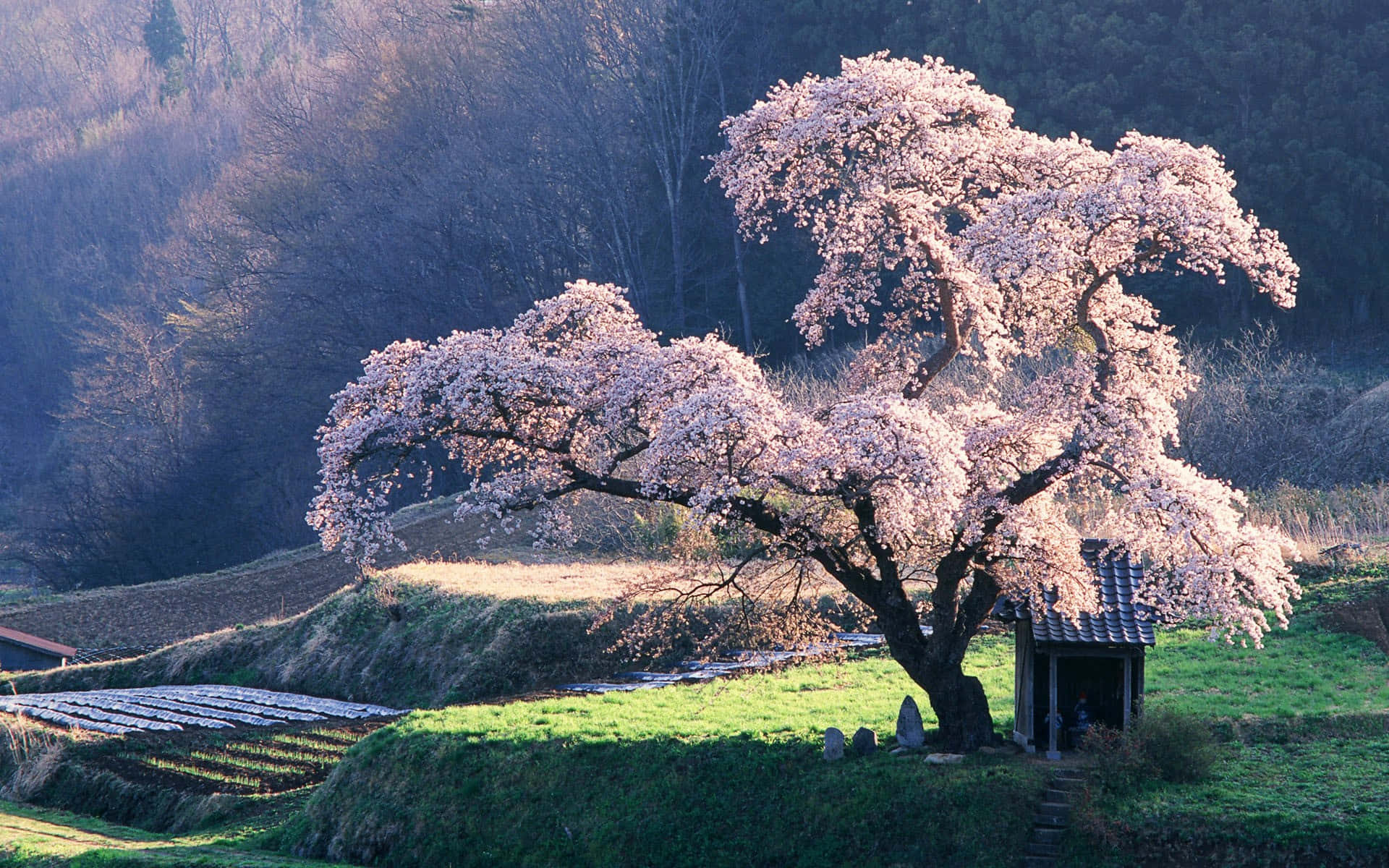 Japanese Pink Tree Blossoms Desktop Wallpaper