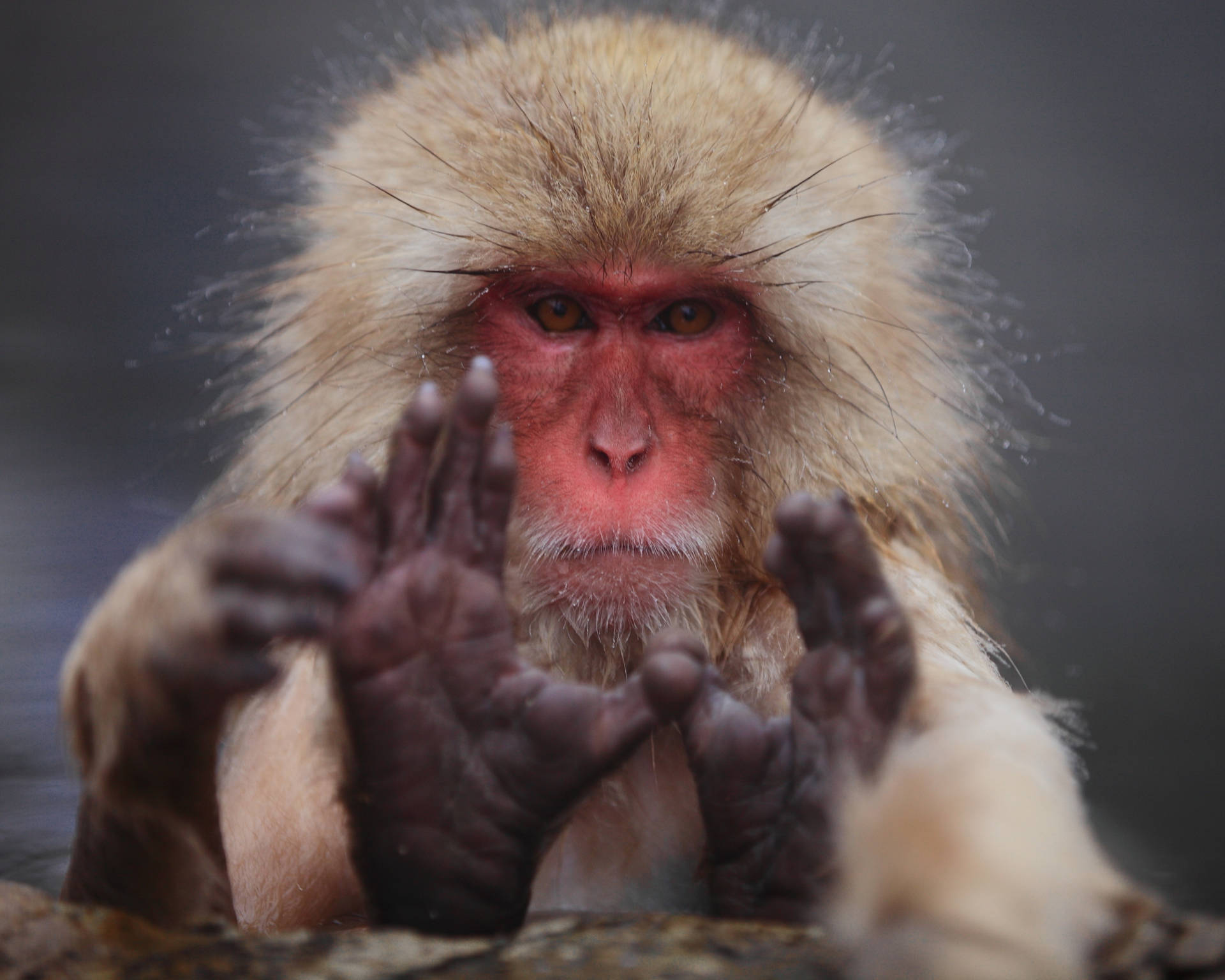 "This Japanese red-faced macaque has an inquisitive expression" Wallpaper