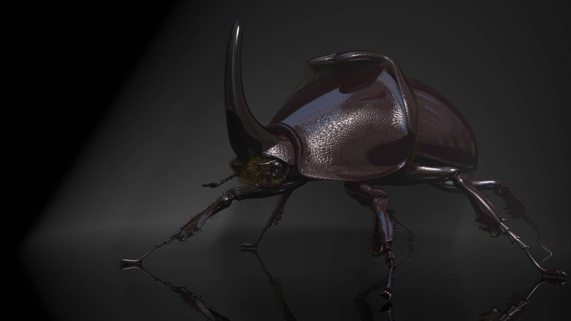Japanese Rhinoceros Beetle In The Dark Wallpaper