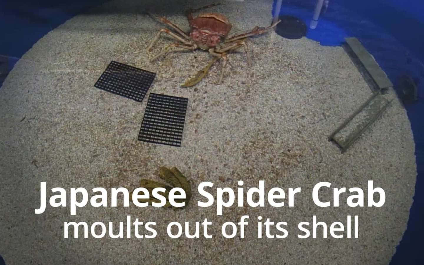 Japanese Spider Crab Molting Wallpaper