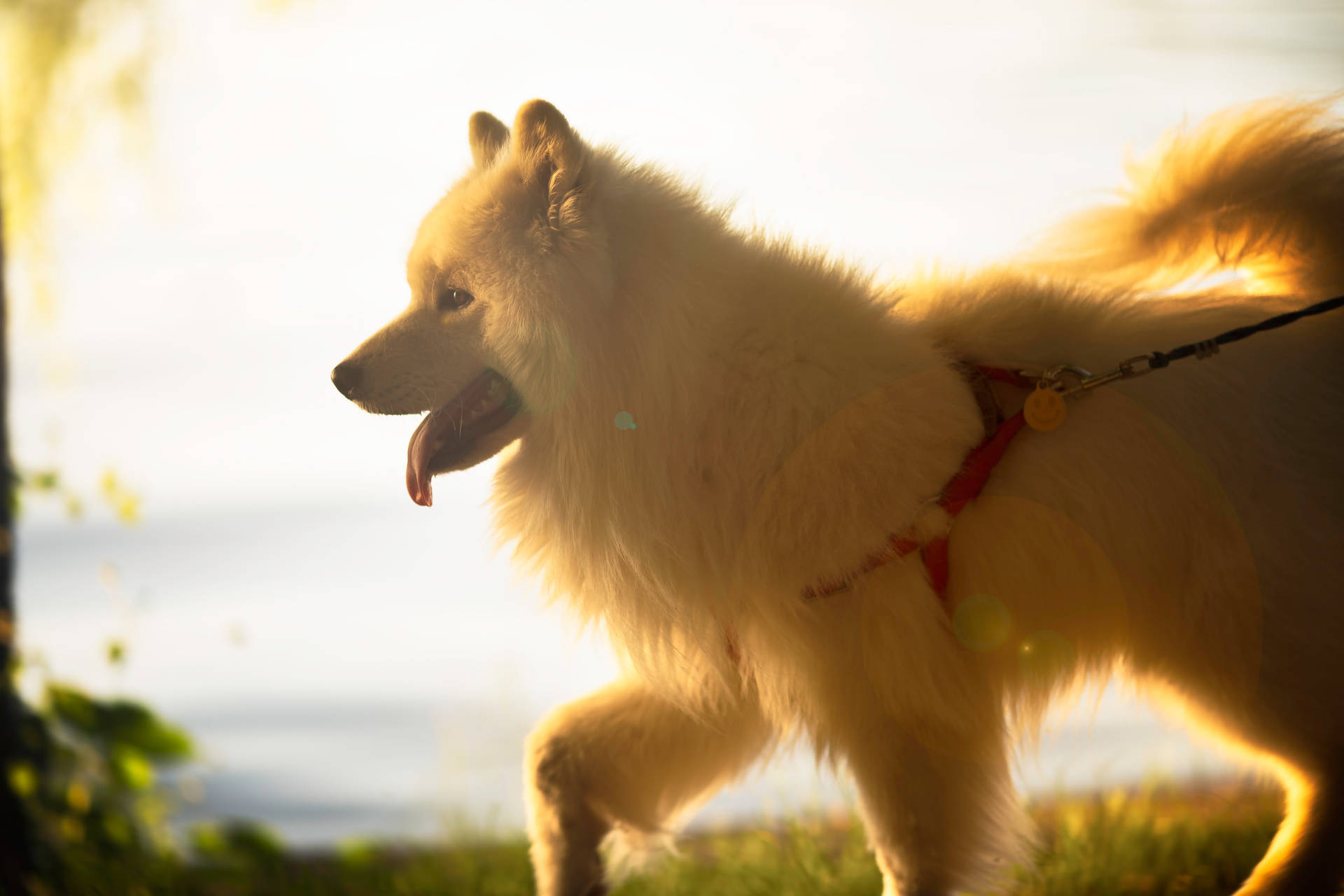 "A Japanese Spitz dog playing with a tennis ball in Japan." Wallpaper
