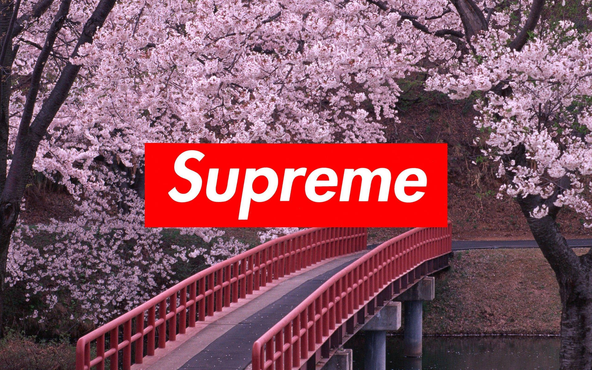 Japanese Supreme Laptop. Picture