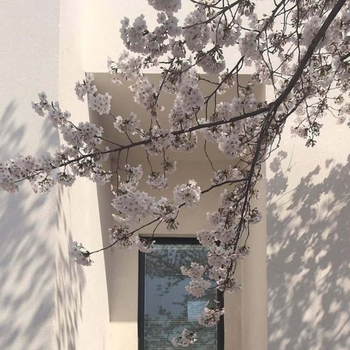 Føl rentheden af ​​gamle Japan med den japanske hvide æstetik. Wallpaper