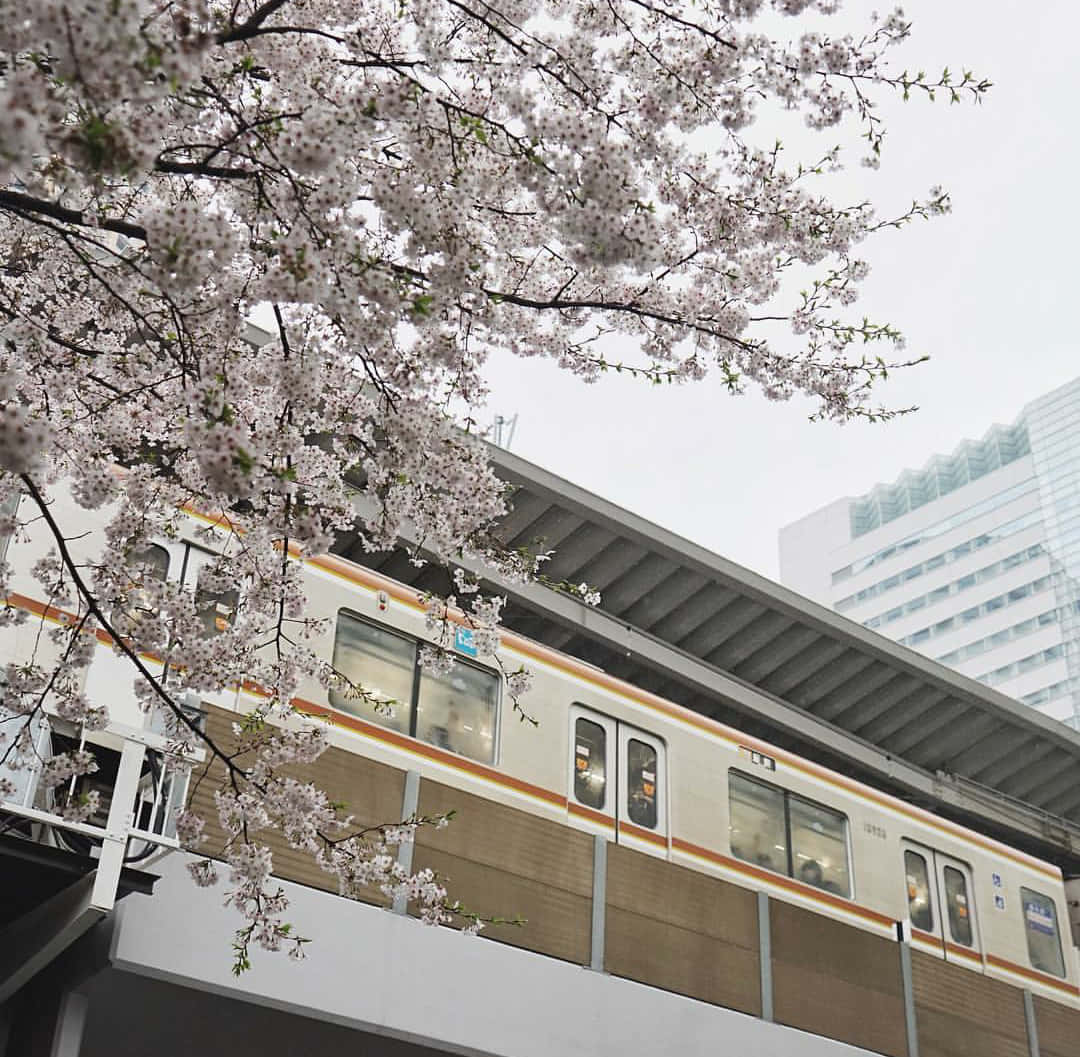 A Train Is Passing By A Building With Cherry Blossoms Wallpaper