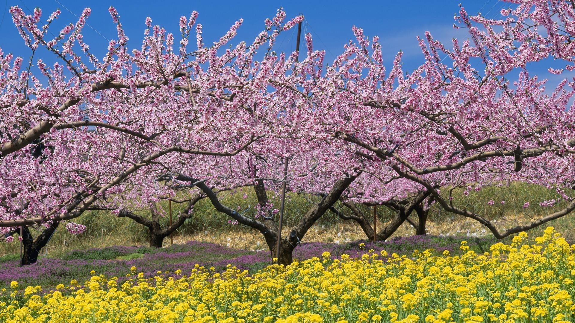 Japanischer Kirschblütenbaum Bester Desktop Wallpaper