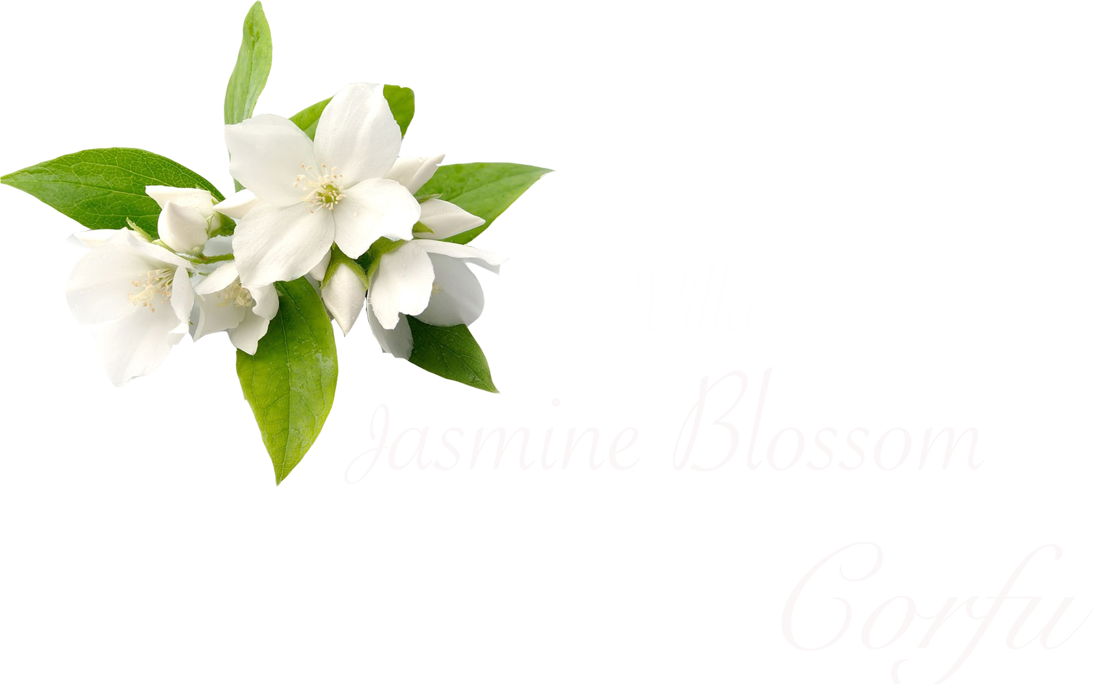 Jasmine Blossom Villa Corfu PNG