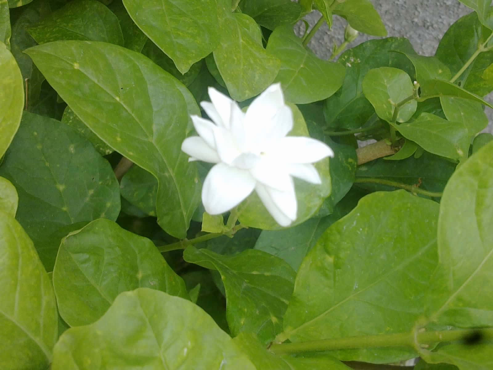 Fragrant White Jasmine Flower