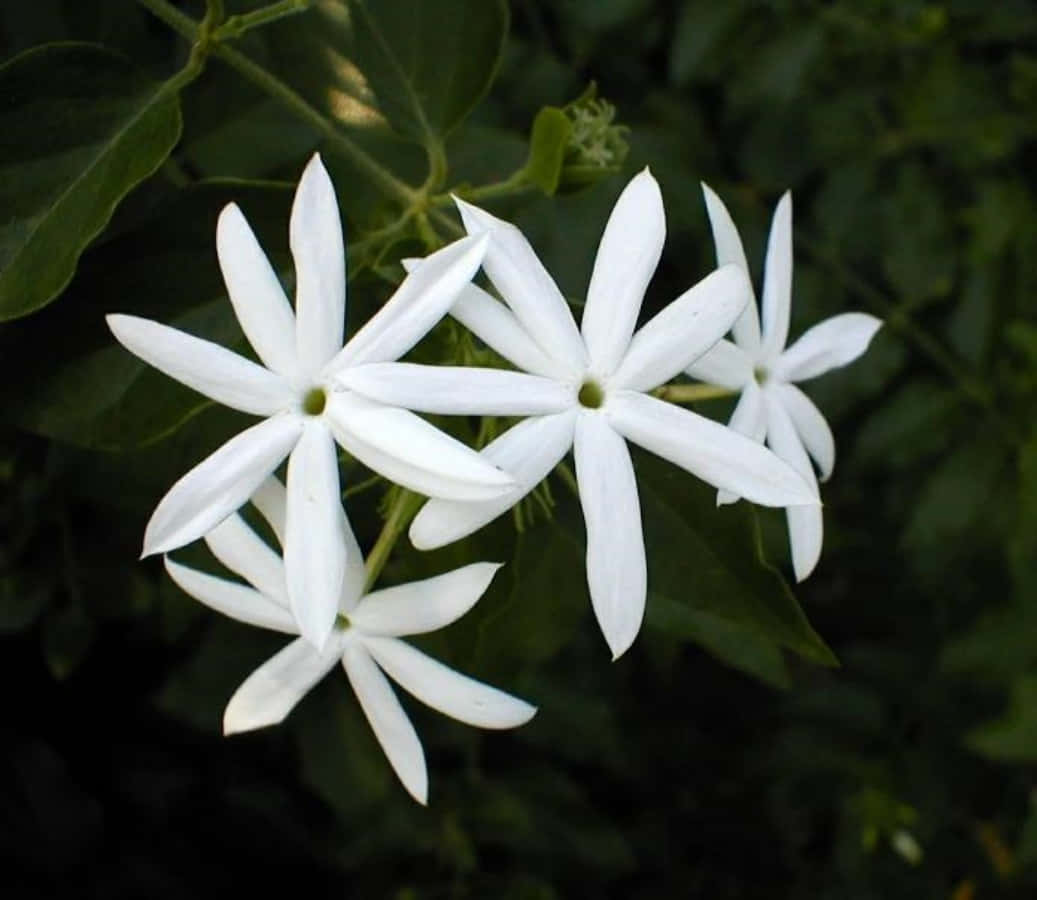 Jasmine Flower Star Shape Petals Picture