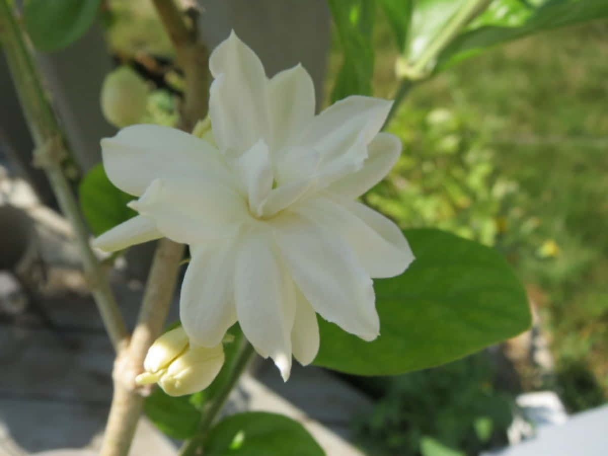 King Of Flowers Jasmine Flower Picture
