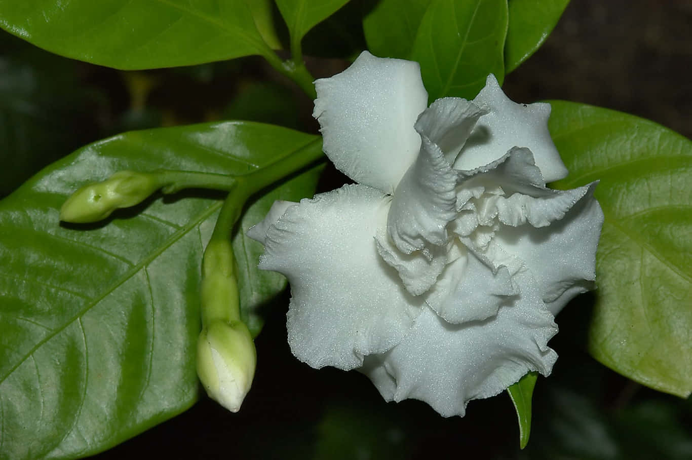 White Jasmine Flowers Blooming