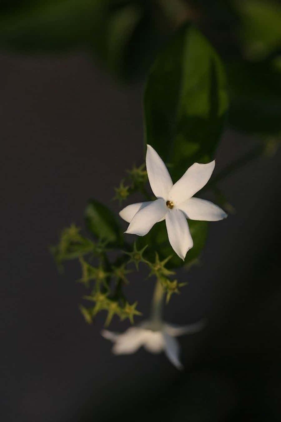 Jasmine Flower Framing Photography Picture