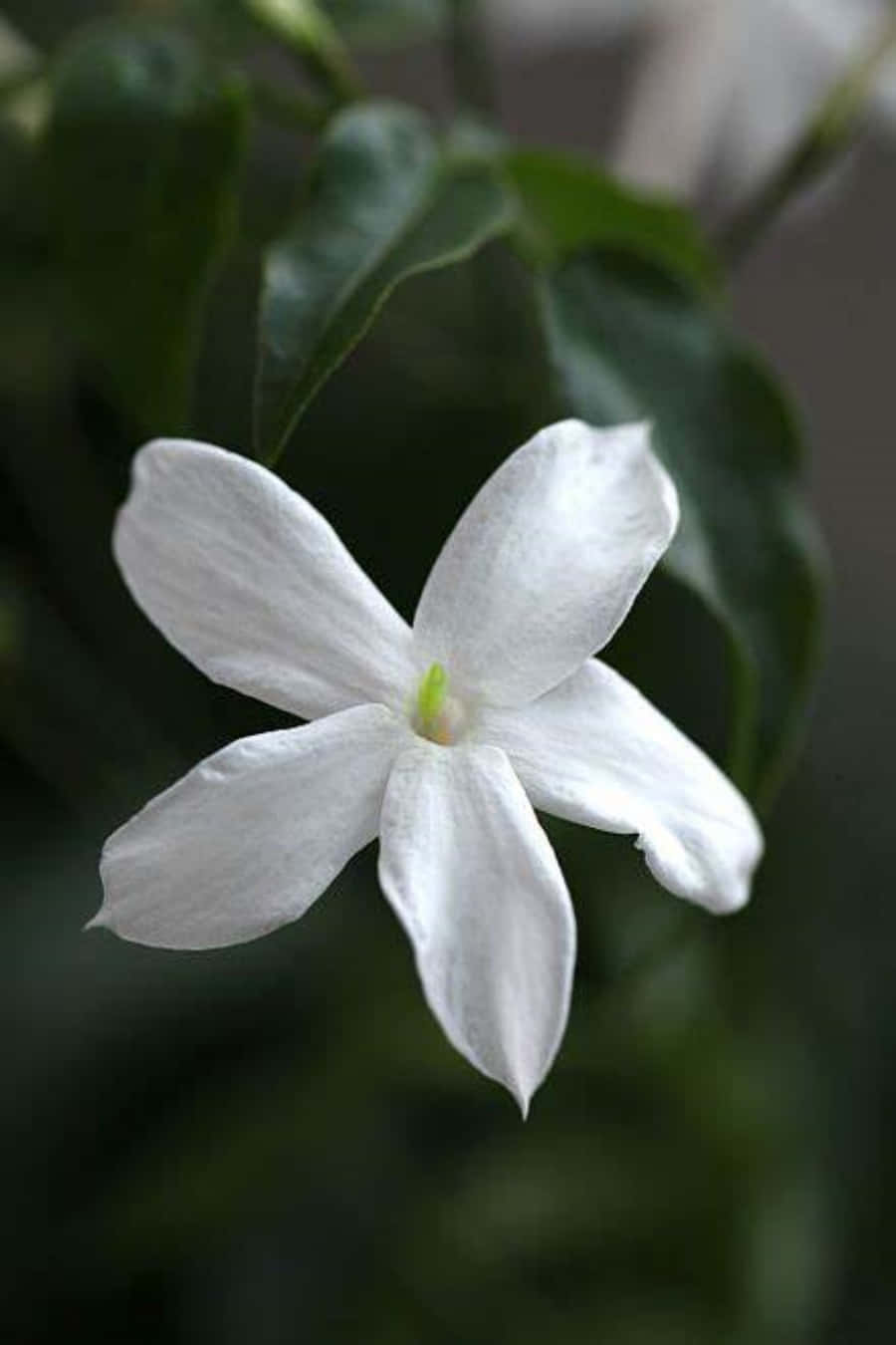 A White Flower With Green Leaves On It