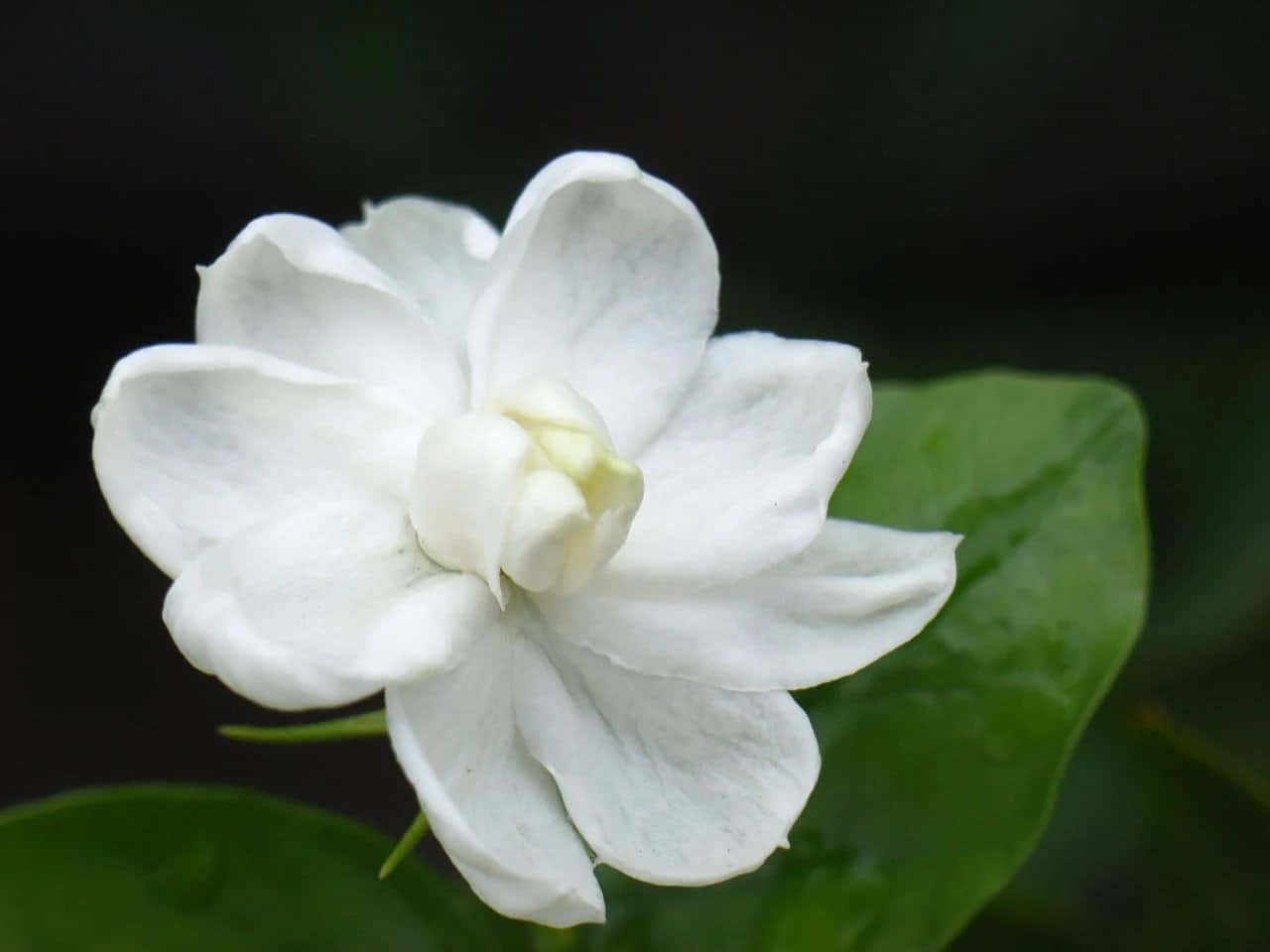 Arabian Jasmine Flower Dark Aesthetic Picture
