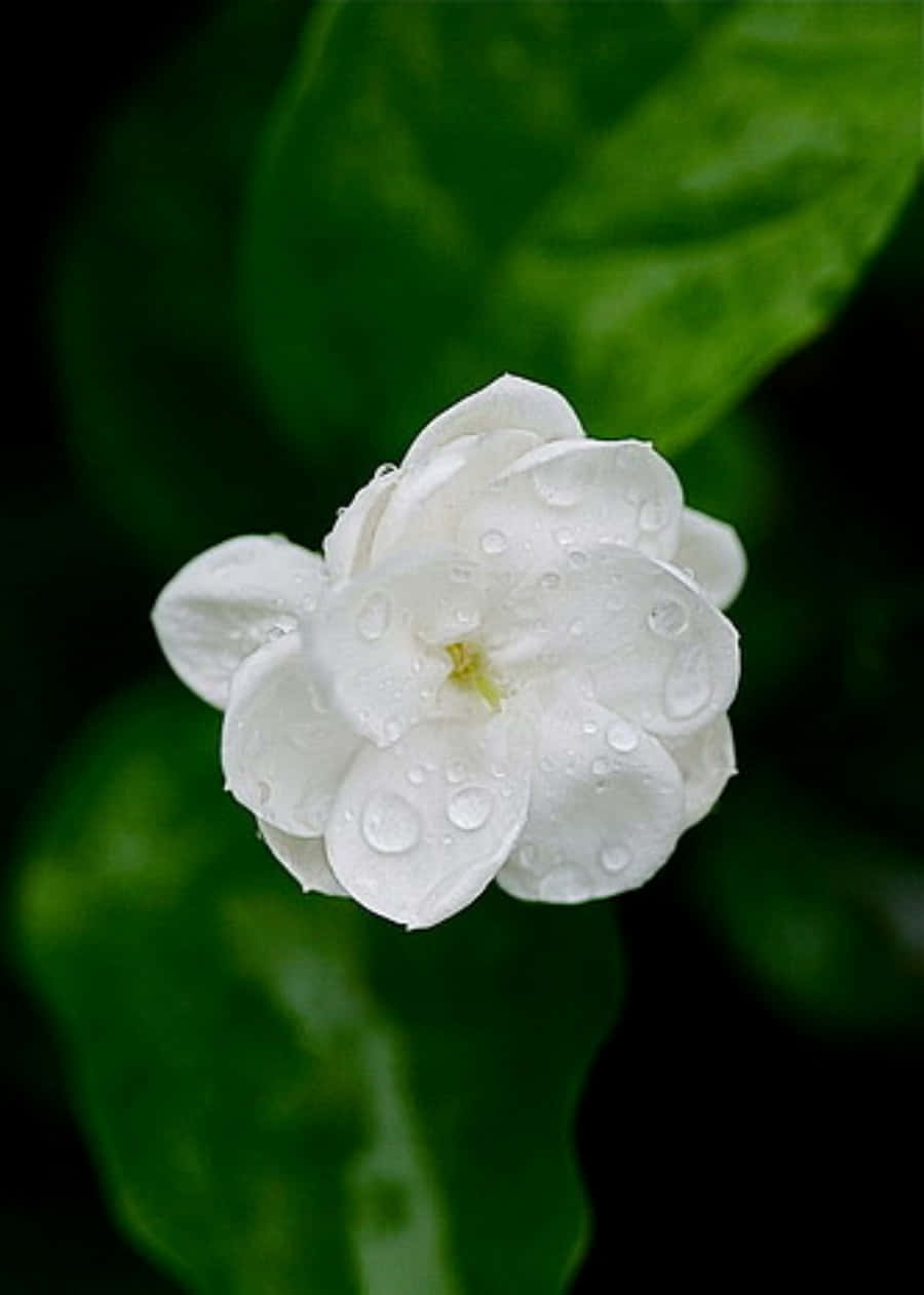 Jasmine Flower Water Droplets Picture