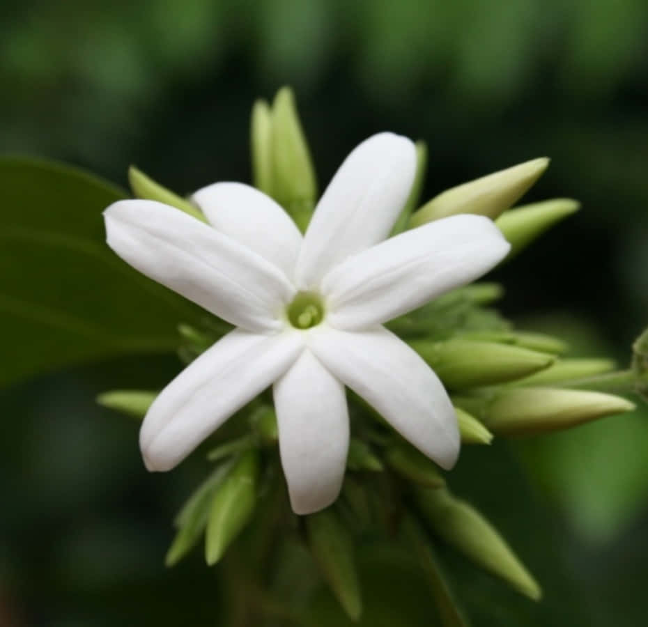 Jasmine Flower Spring Aesthetic Picture