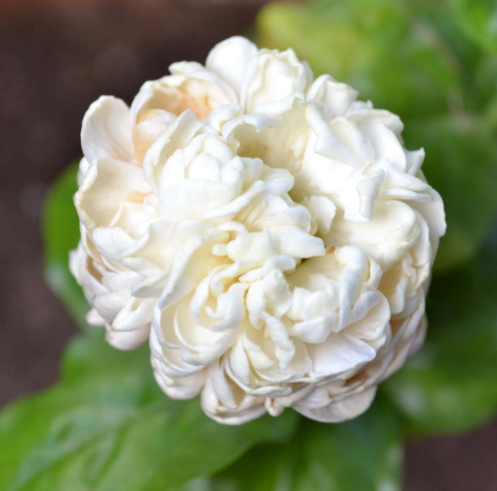 White jasmine flowers closeup petals spring 1080x1920 iPhone 8766S  Plus wallpaper background picture image