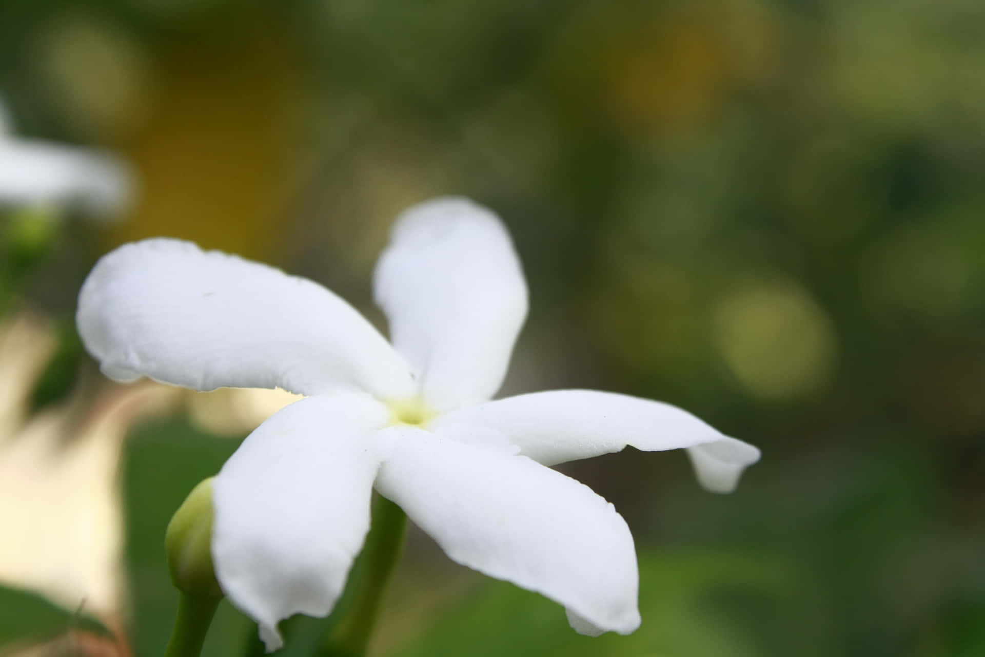 Jasmine Flower Garden Blur Picture