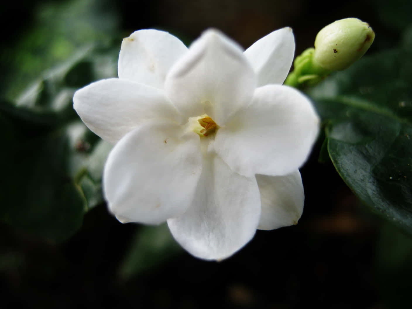 Cinematic Jasmine Flower Dark Garden Picture