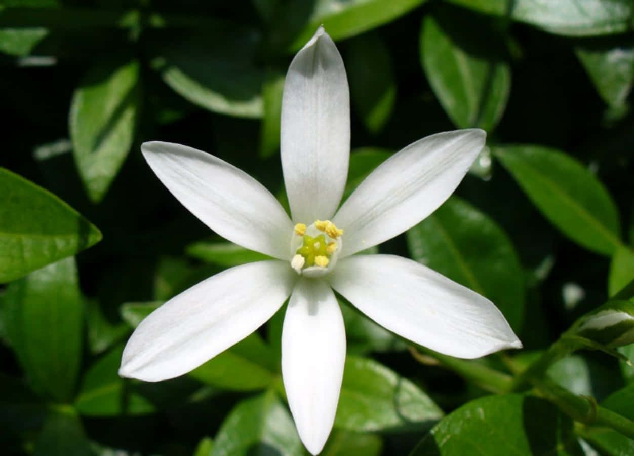 A White Flower With Green Leaves In The Background